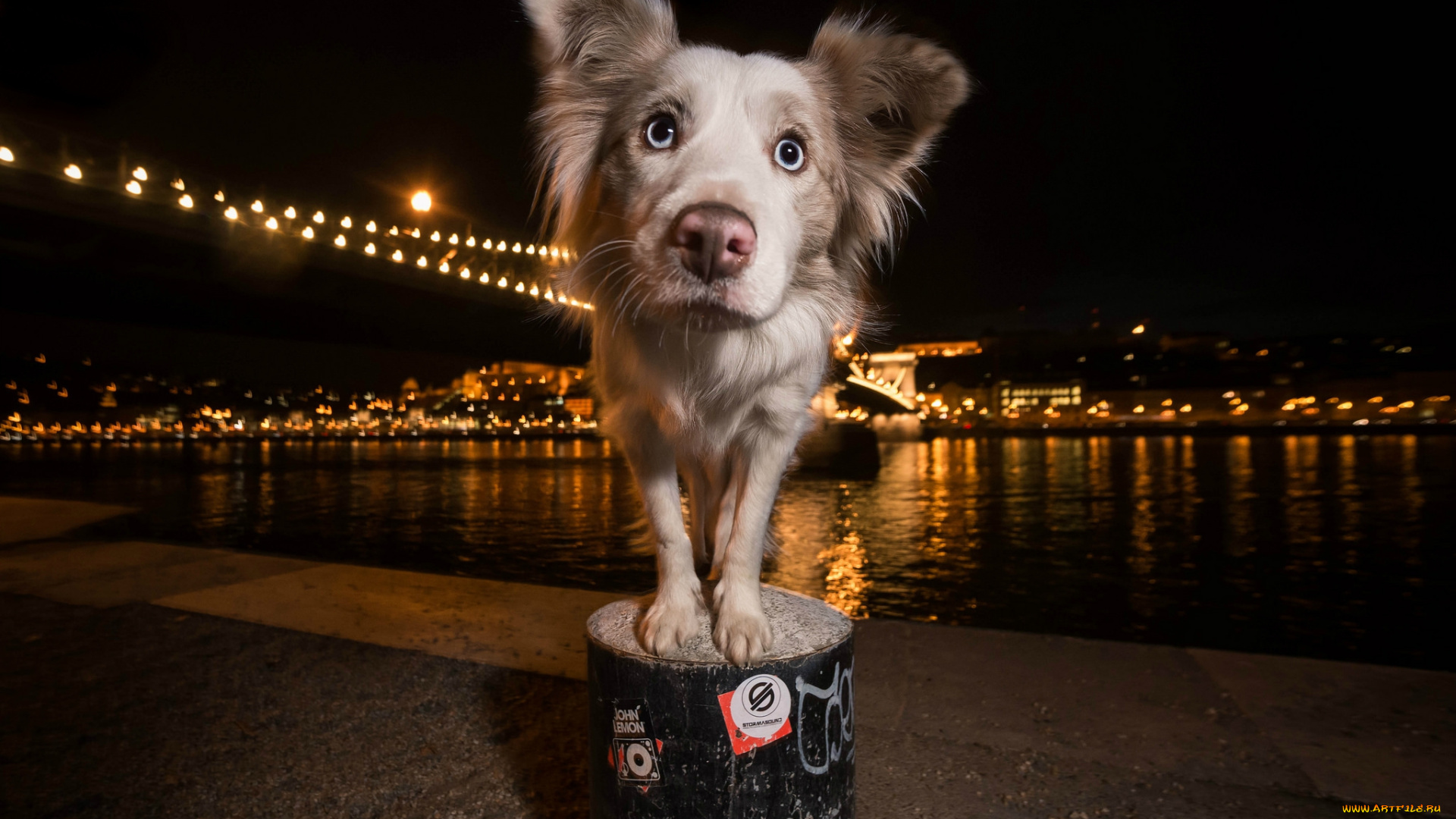 животные, собаки, песик