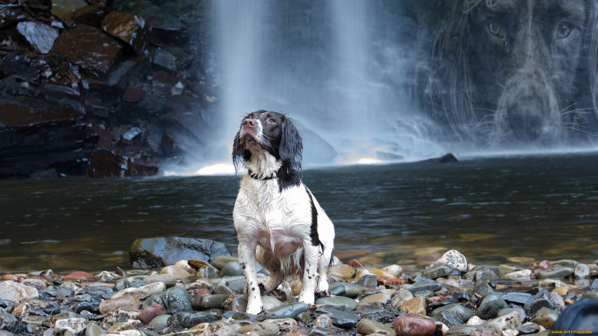 животные, собаки, песик
