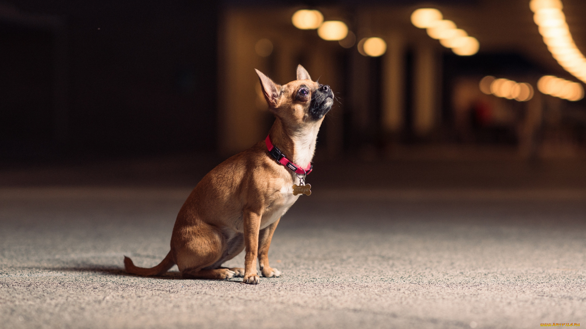 животные, собаки, песик