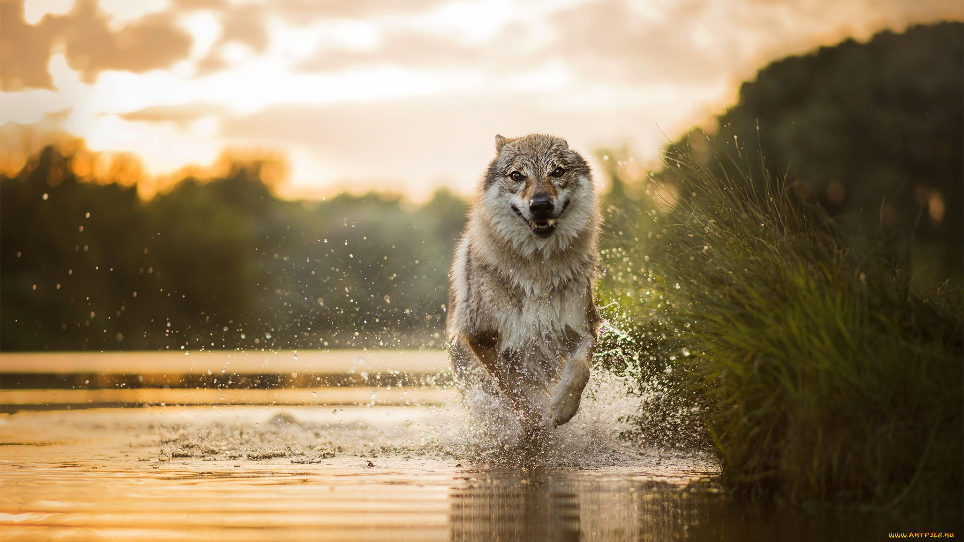 животные, собаки, пёс, бег, брызги