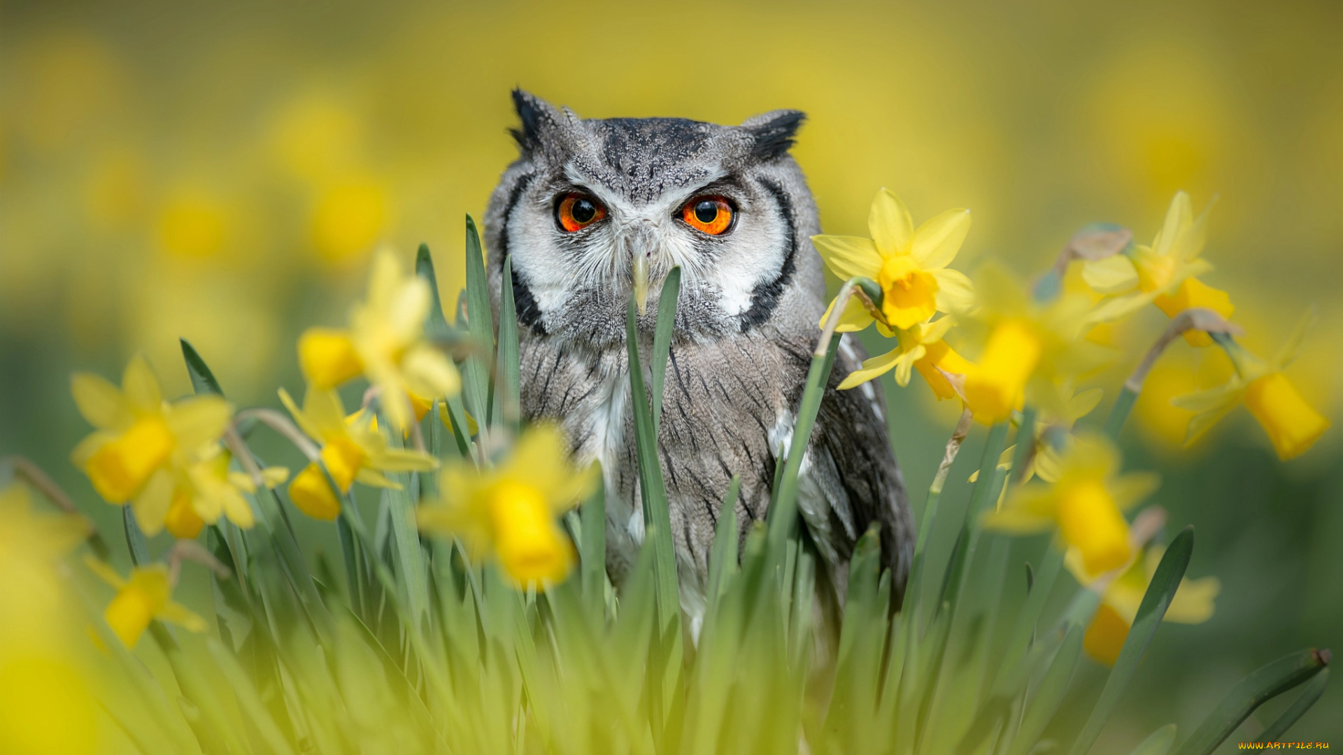 животные, совы, птицы, мира, весна, нарциссы, цветы, птица, природа, сова