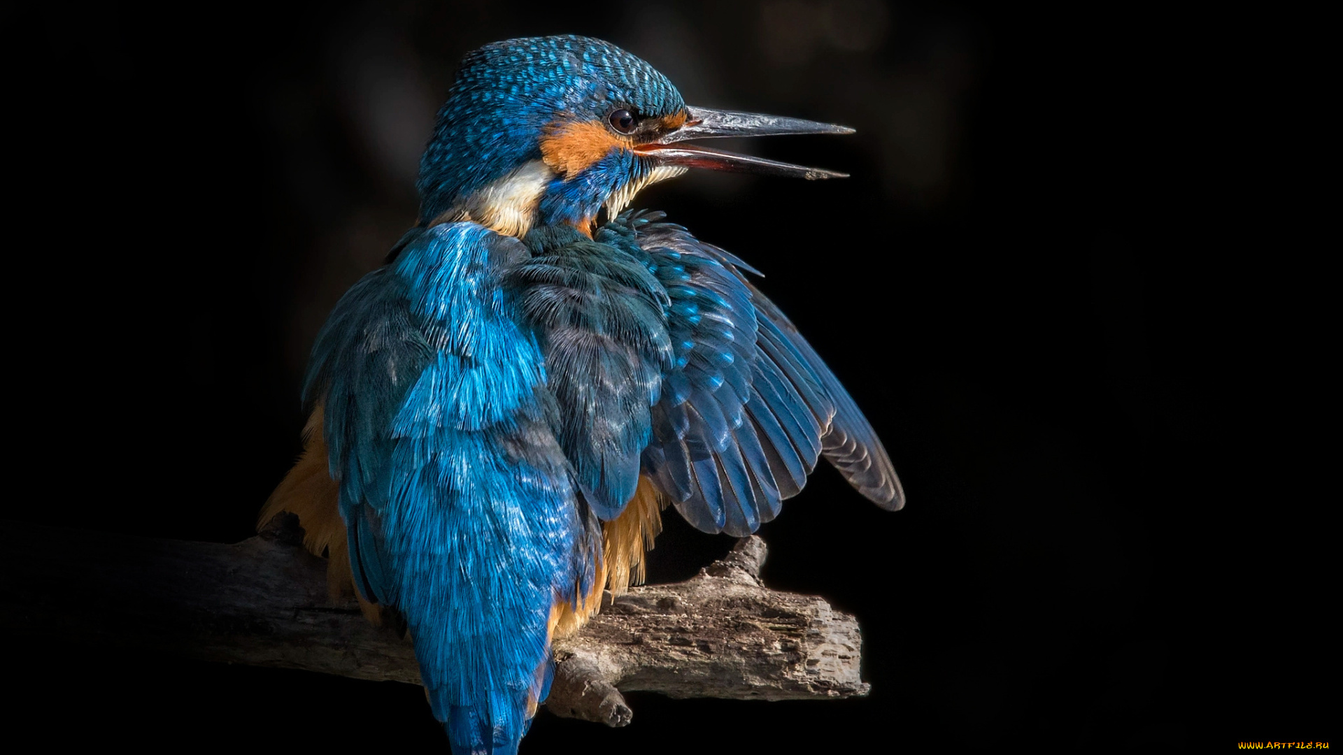 животные, зимородки, птица, зимородок, птицы, мира, ветка