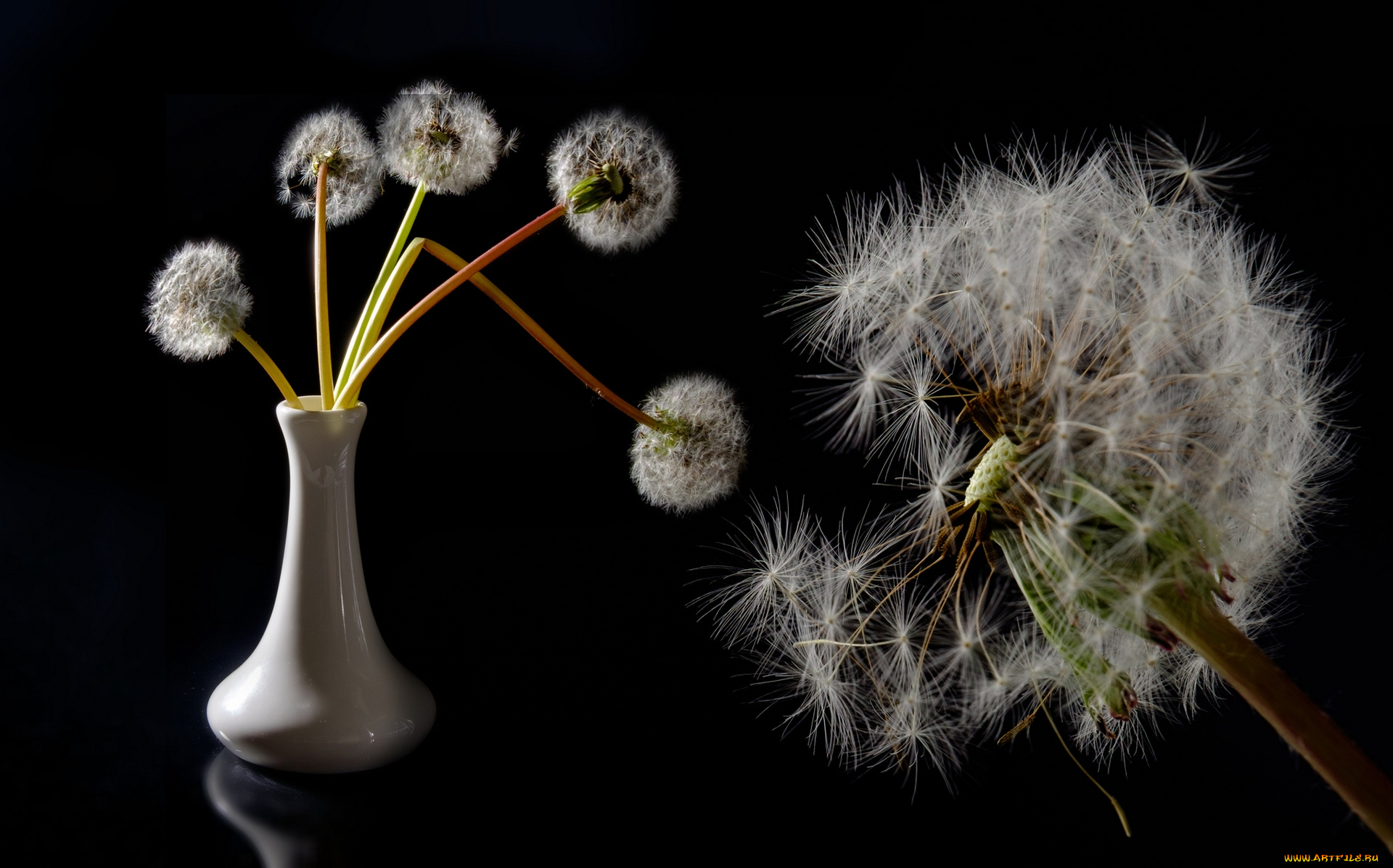 цветы, одуванчики, ваза, одуванчик