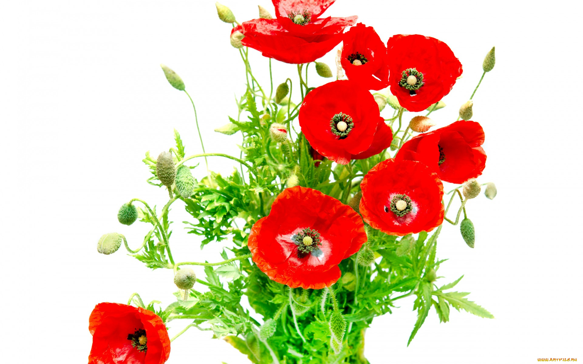 цветы, маки, красные, белый, фон