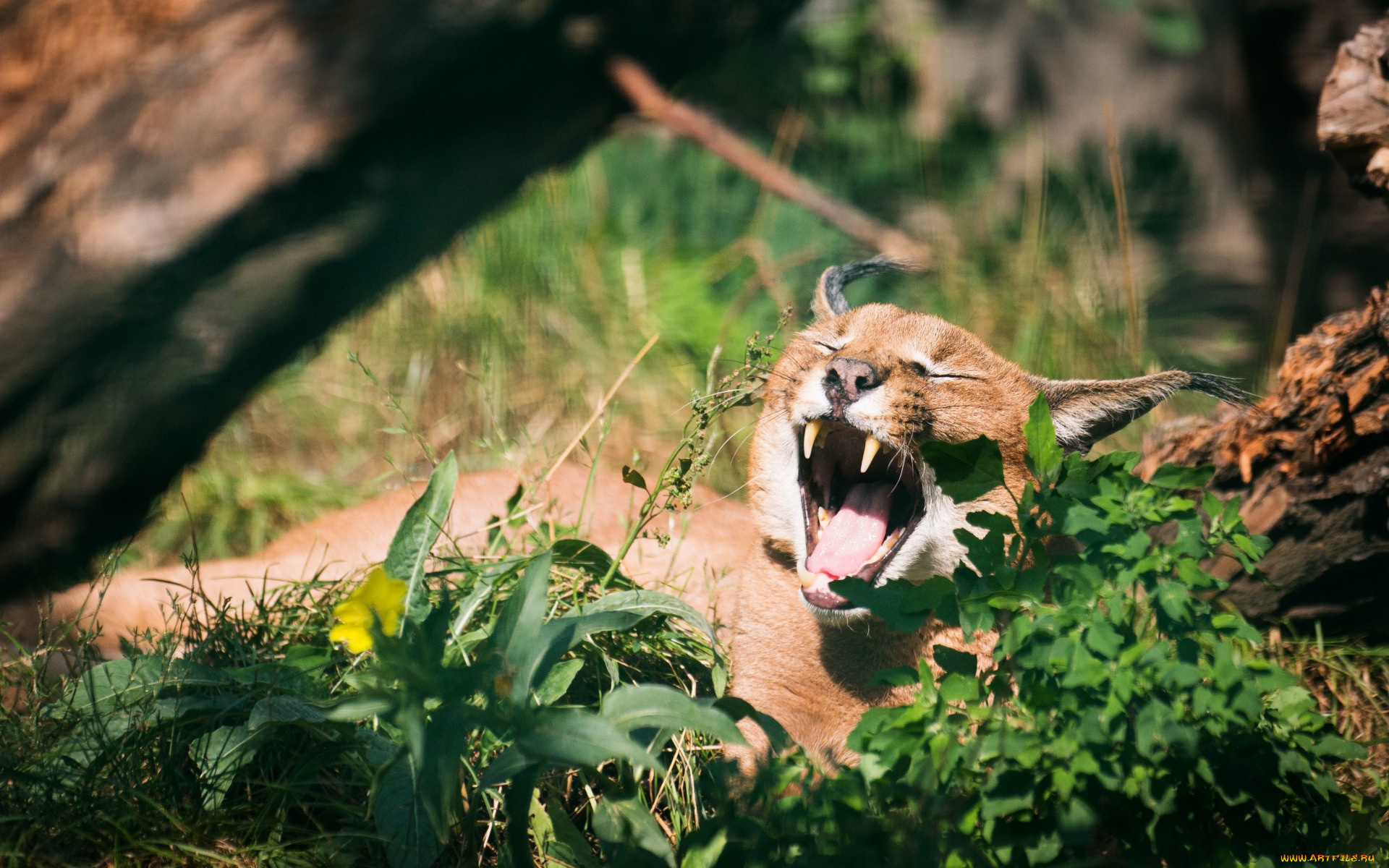 животные, дикие, кошки, сухостой, растения, оскал