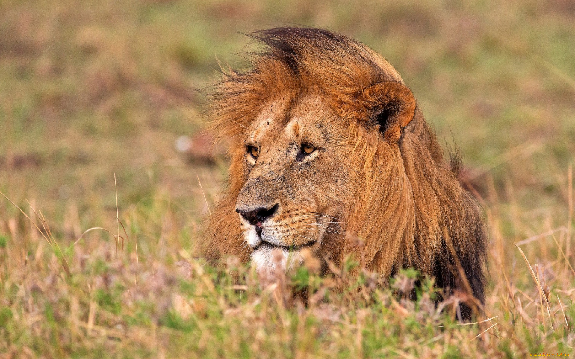 животные, львы, морда, растения, грива