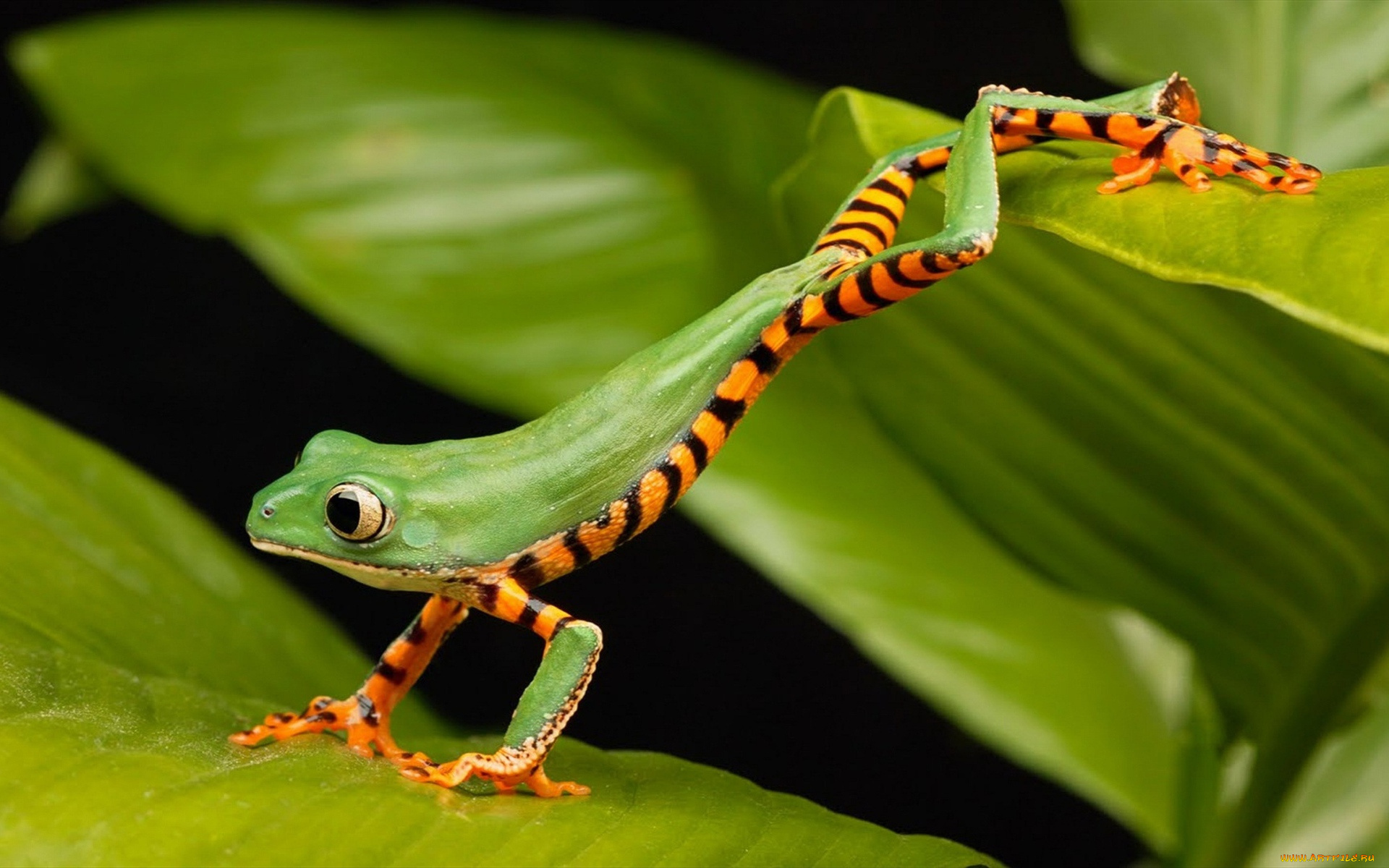 животные, лягушки, лягушка, зеленая