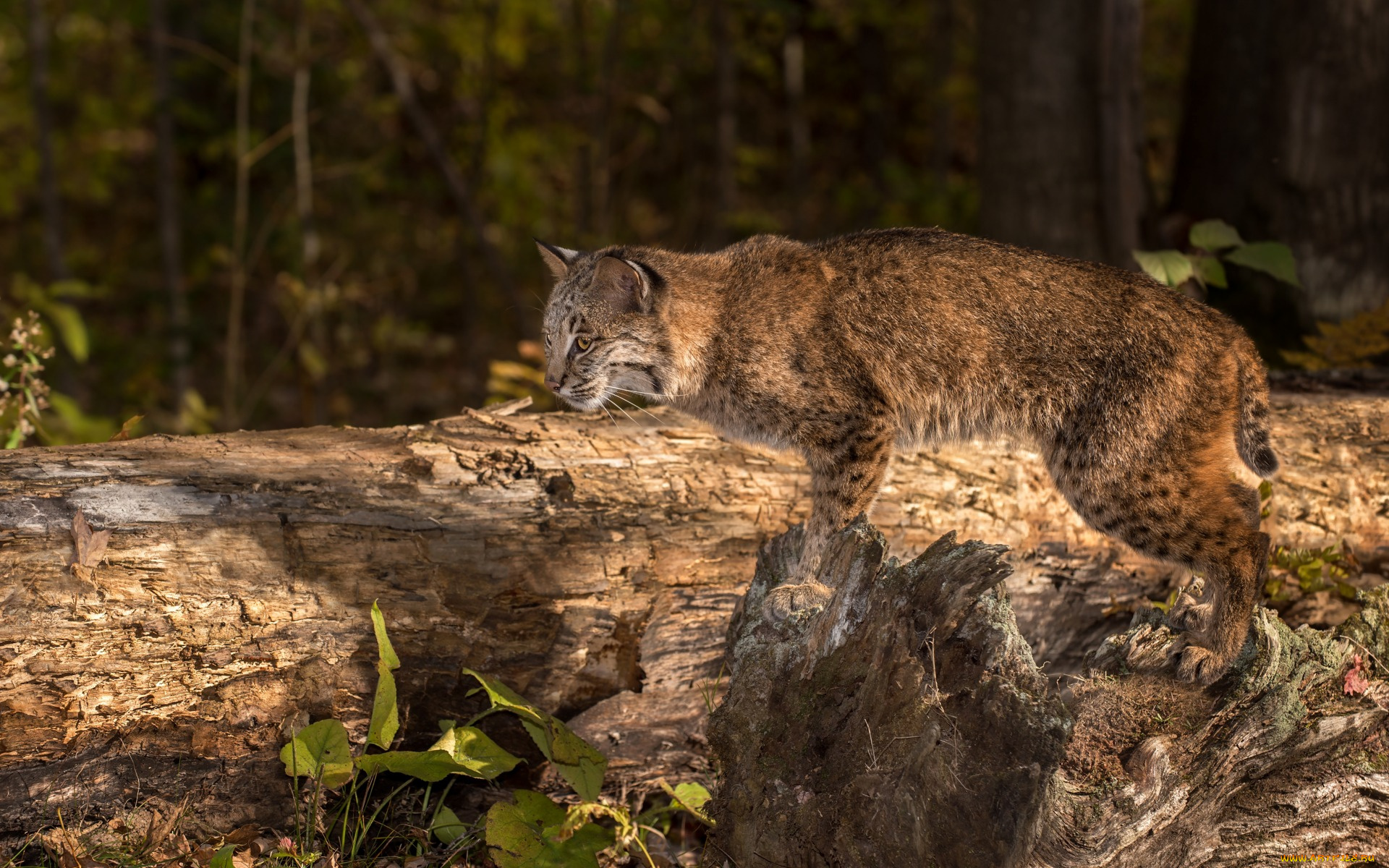 животные, рыси, растения, сухостой