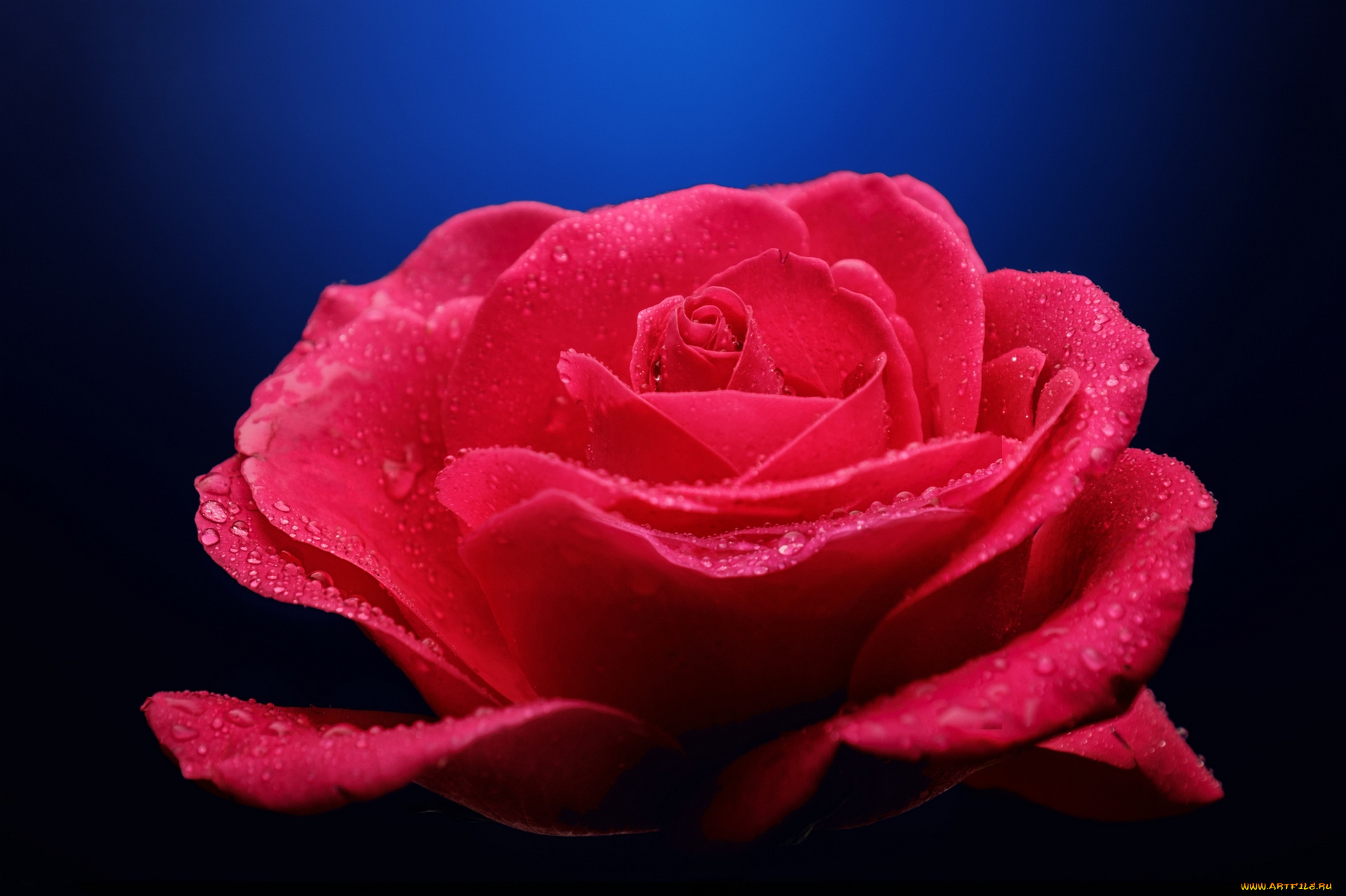 цветы, розы, blossoms, leaves, petals, bud, rose, цветение, листья, лепестки, бутон, роза