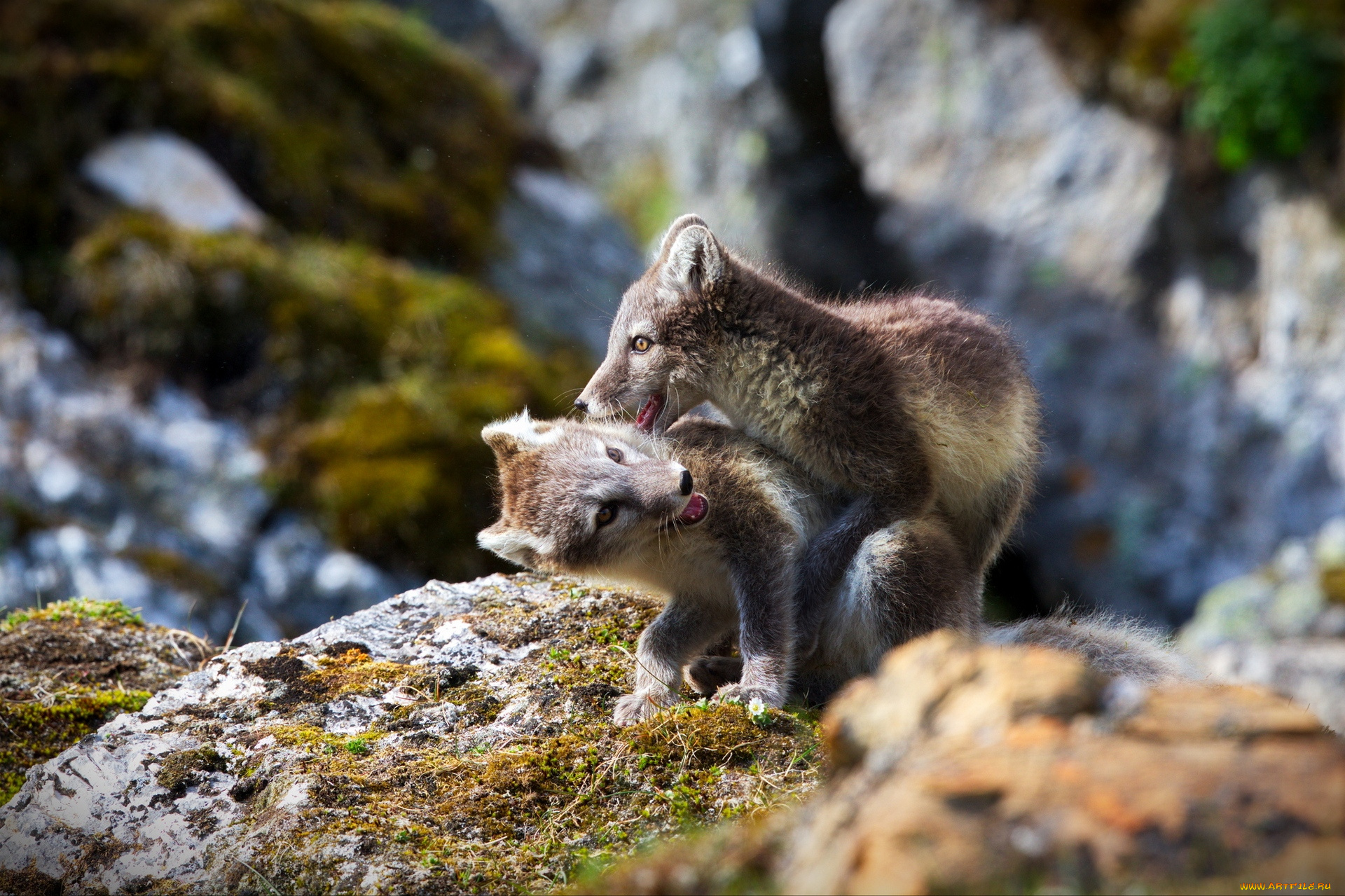 животные, песцы, игра, группа, горы, трава