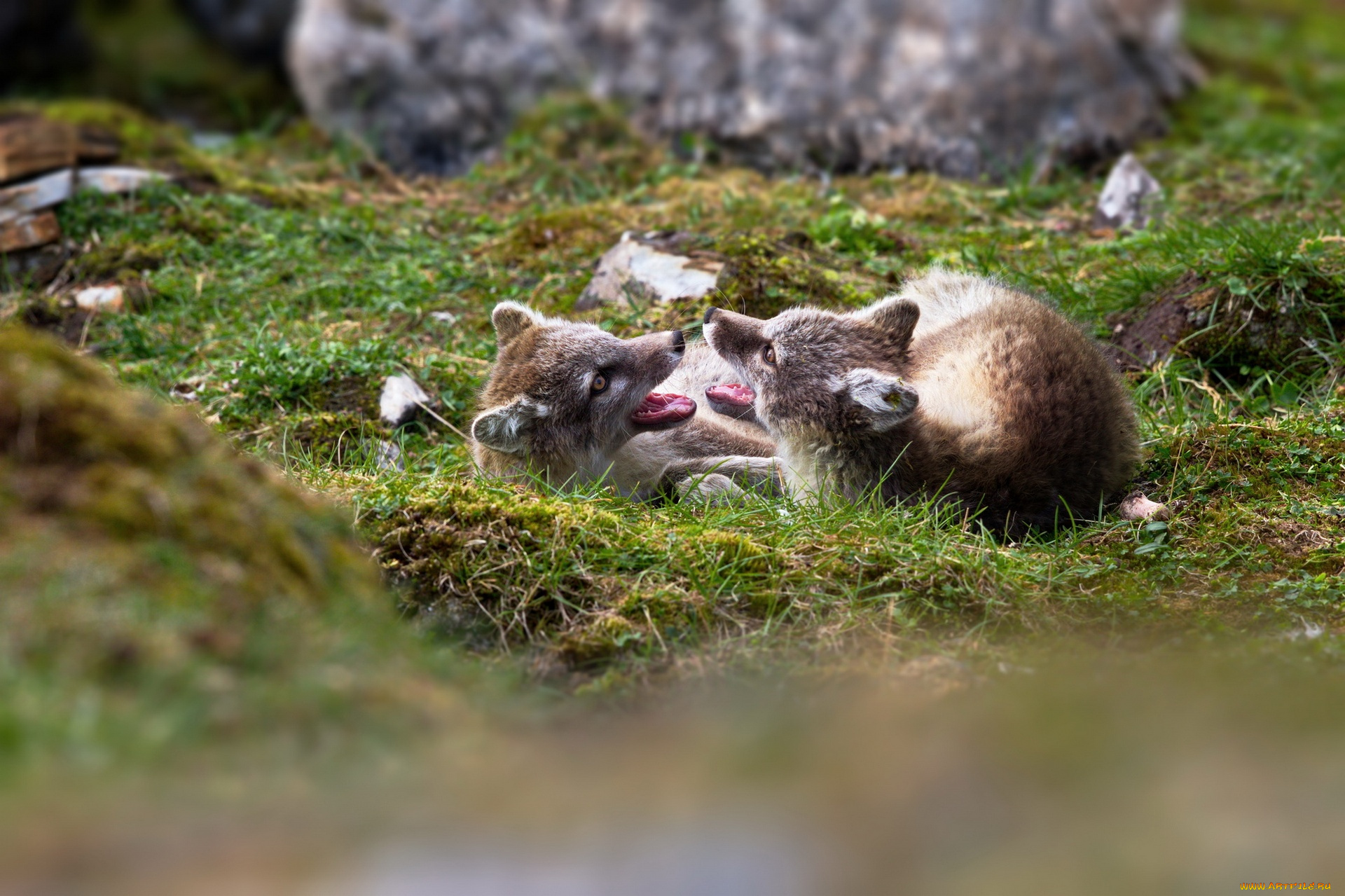 животные, песцы, трава, горы, игра, группа