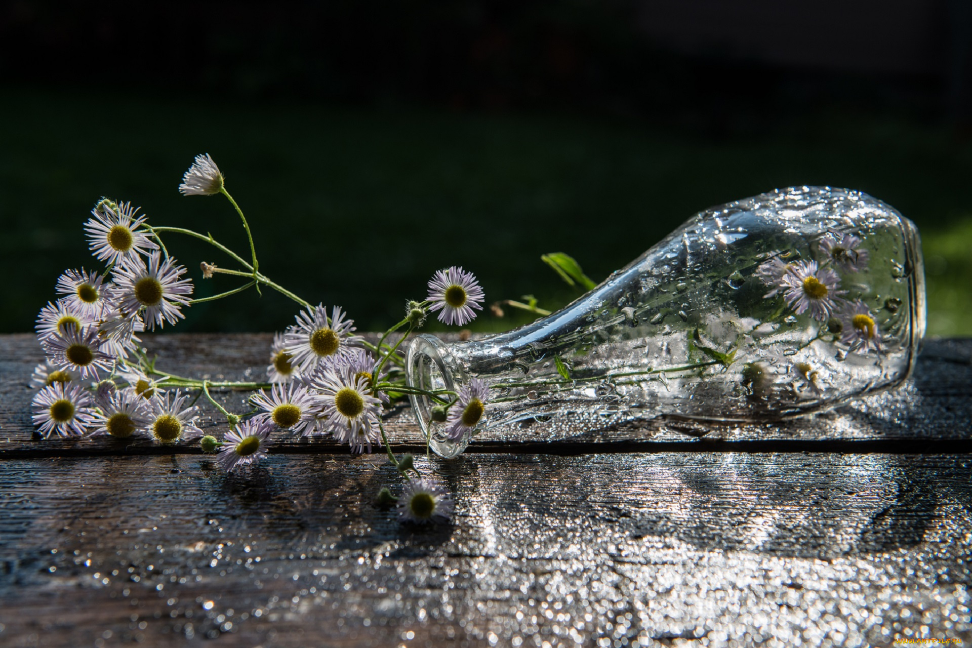 цветы, ромашки, ваза, капли
