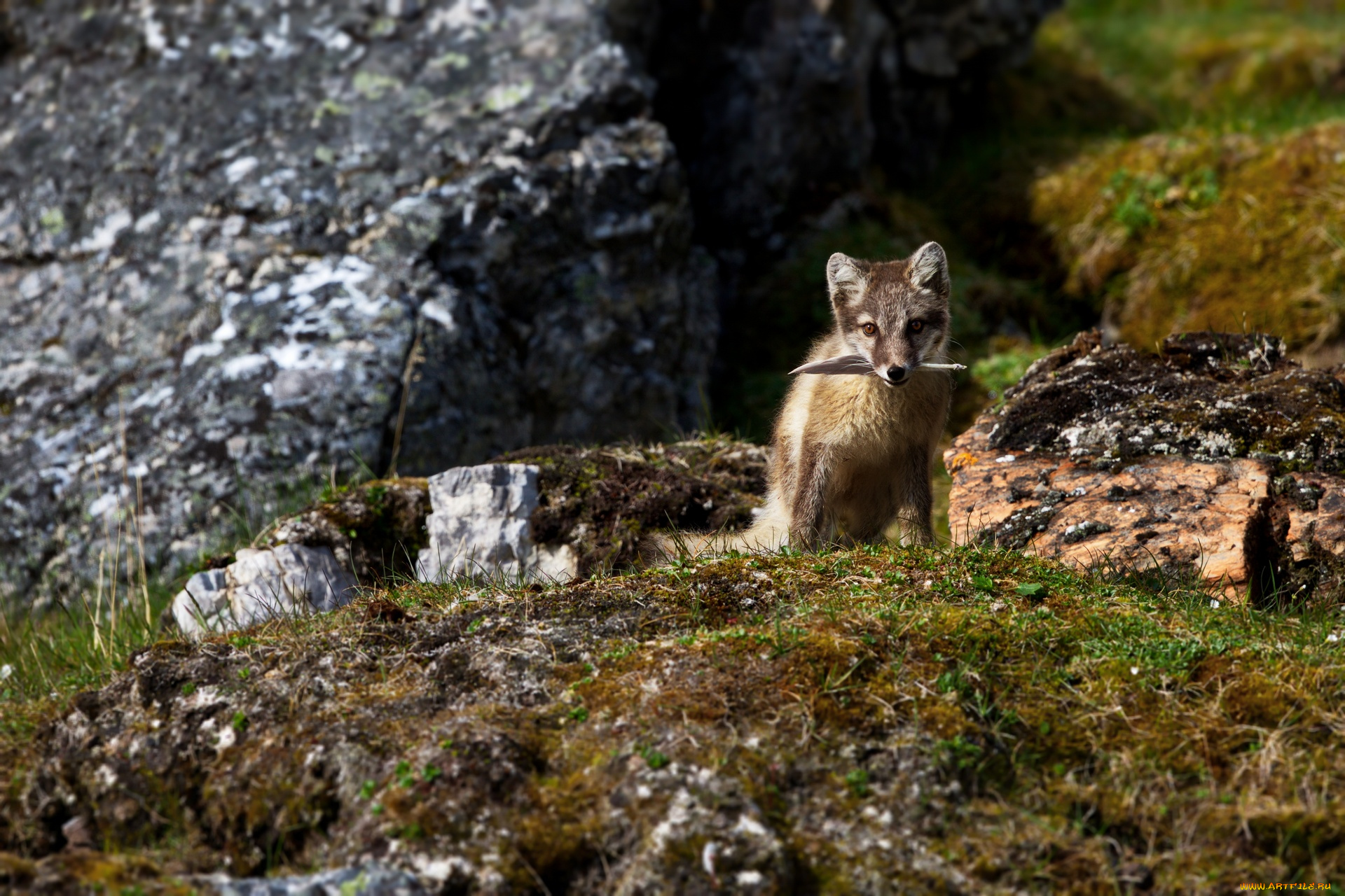 животные, песцы, горы, игра, группа, трава