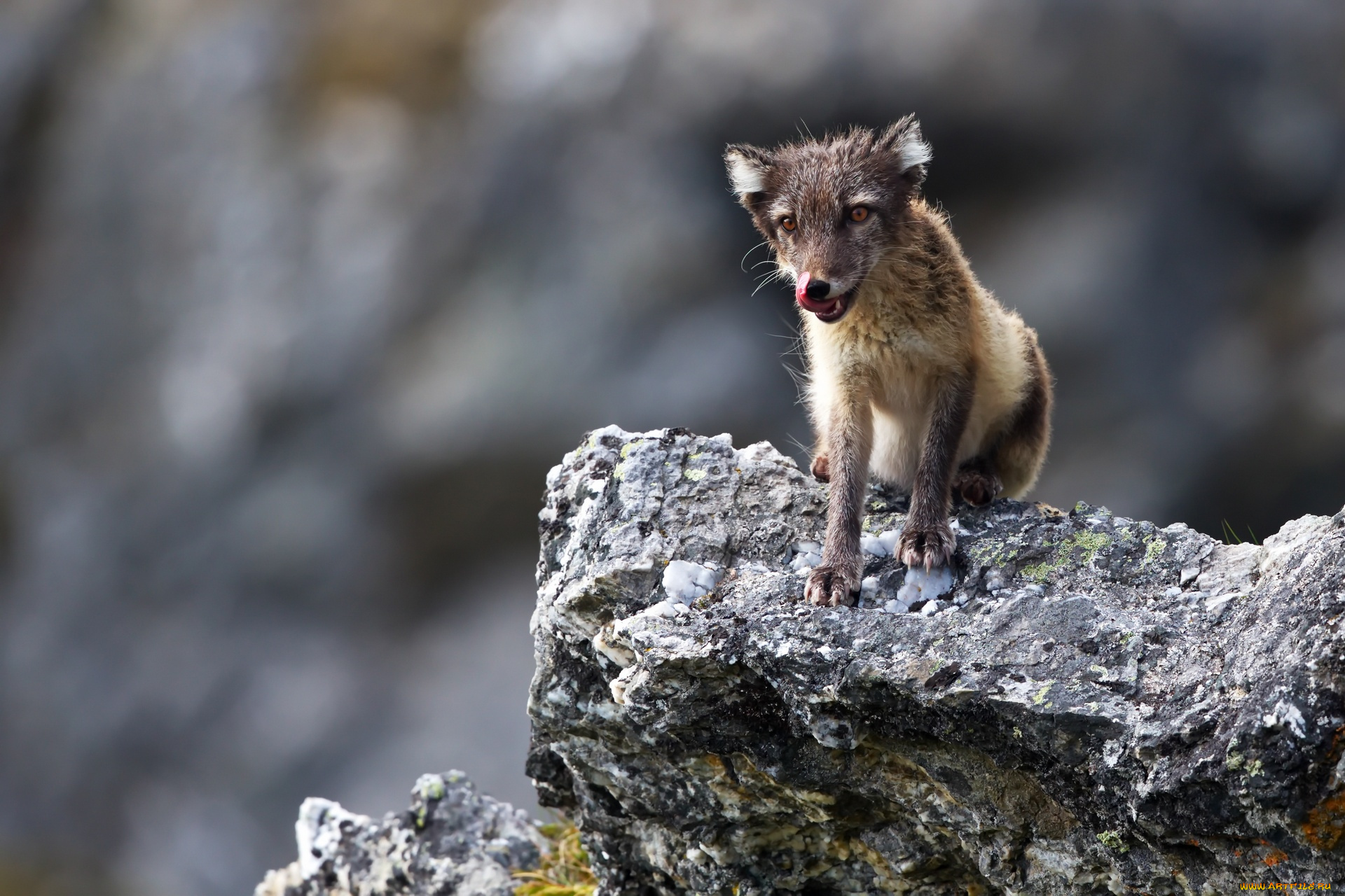 животные, песцы, горы, трава, игра, группа