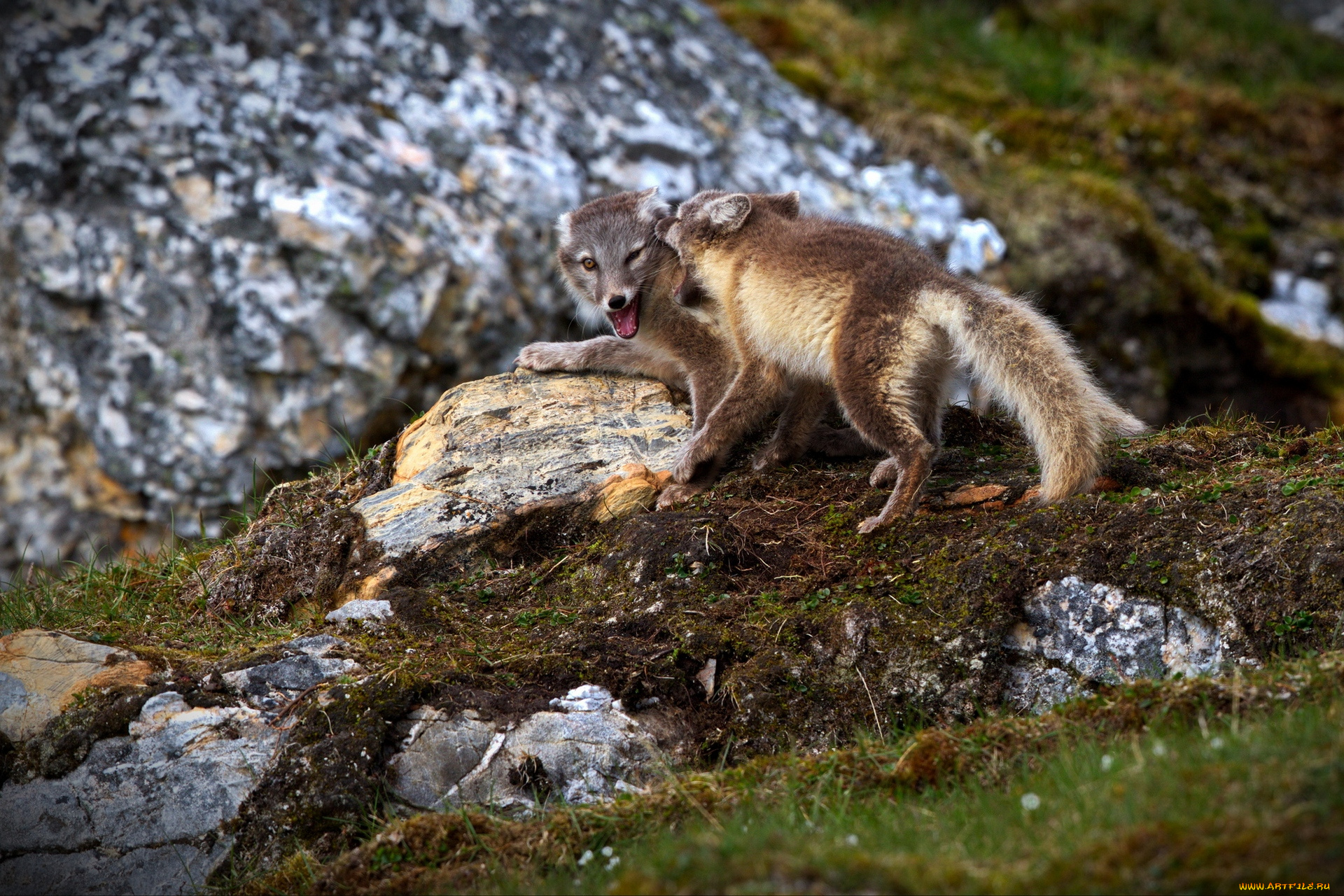 животные, песцы, трава, горы, группа, игра