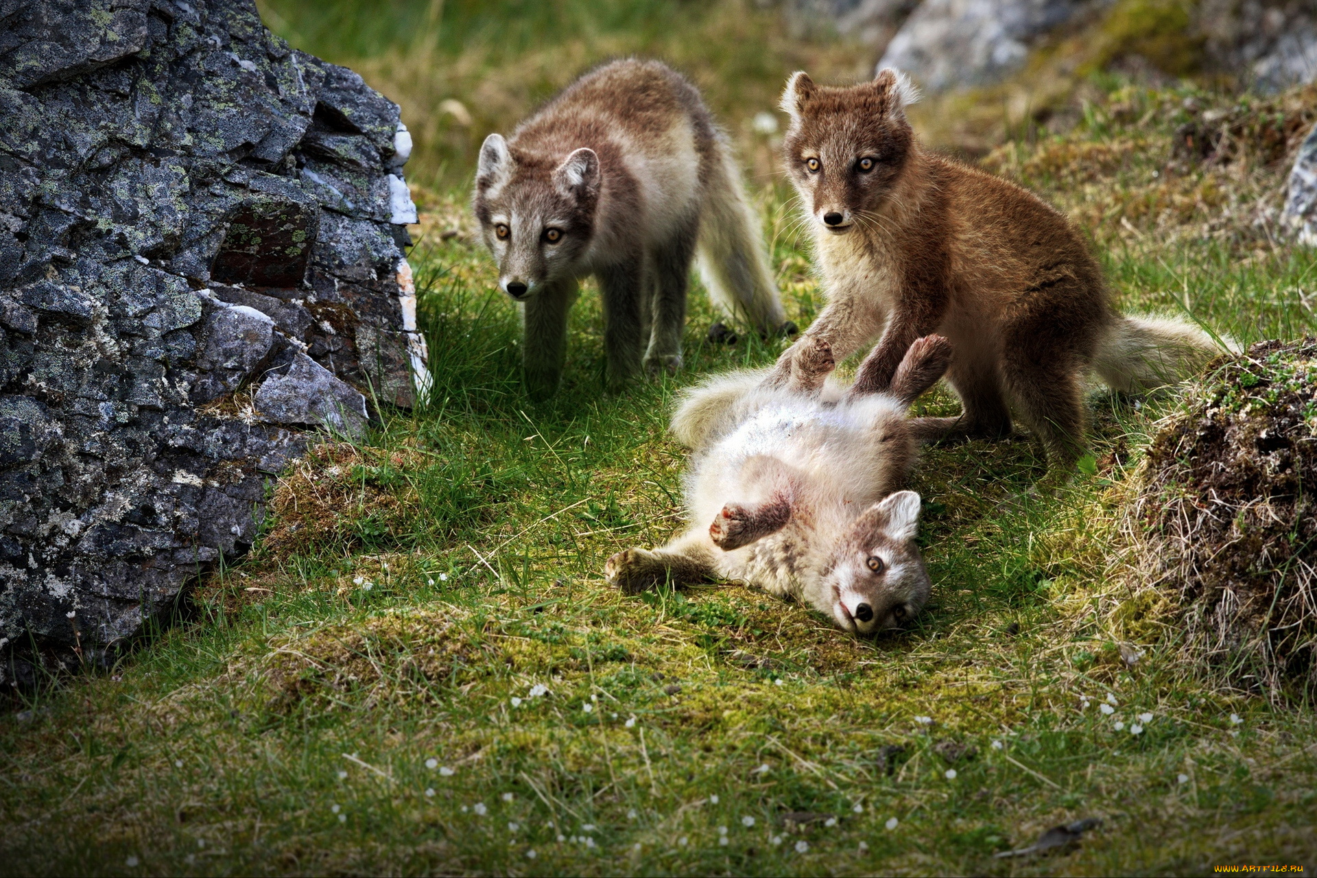 животные, песцы, трава, горы, игра, группа