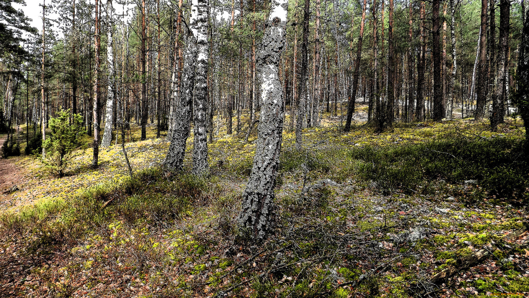 природа, лес, простор