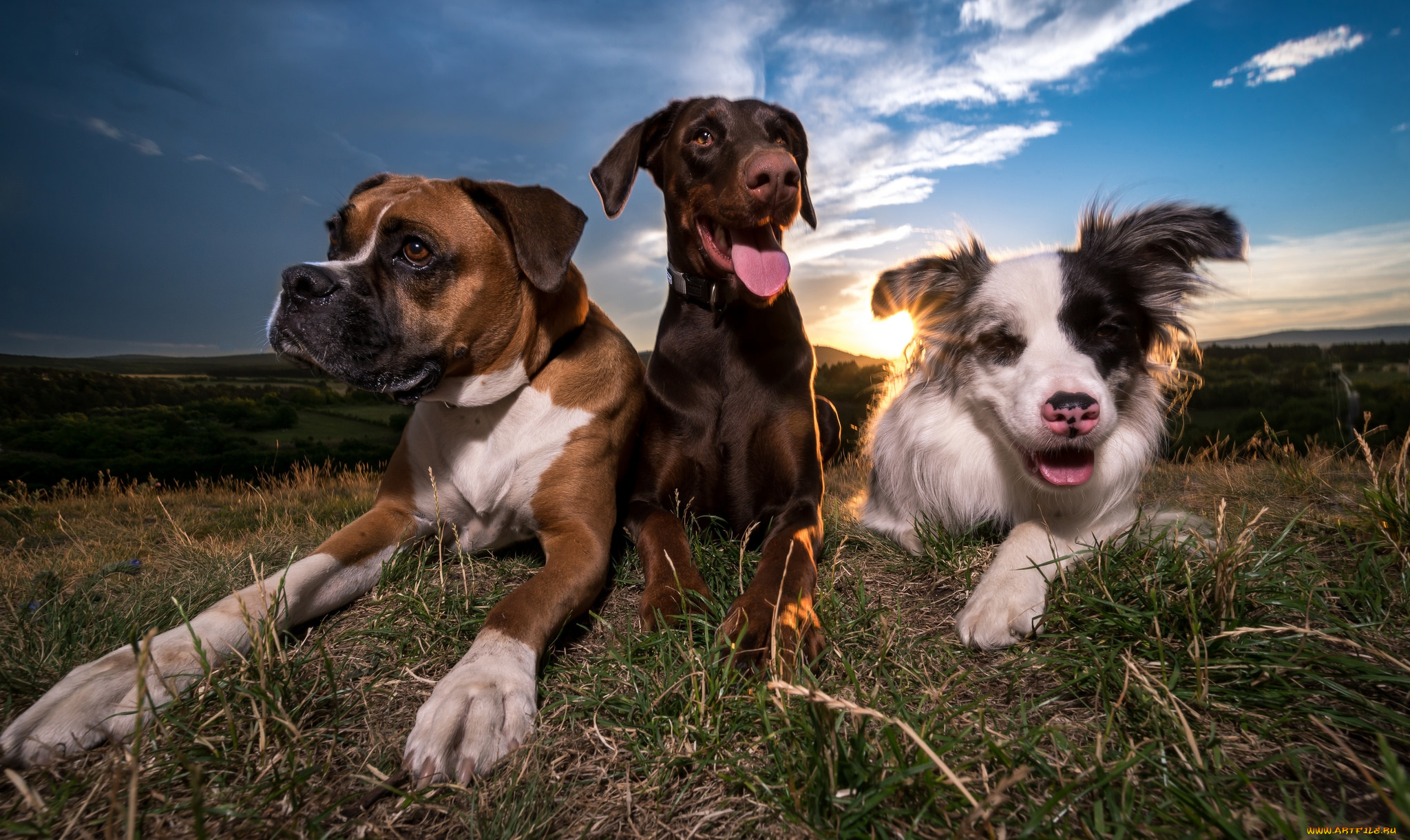 животные, собаки, песик