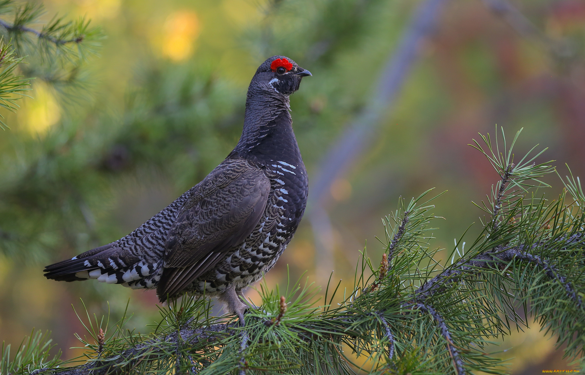 животные, фазаны, дерево, фазан, ветки, птица, природа