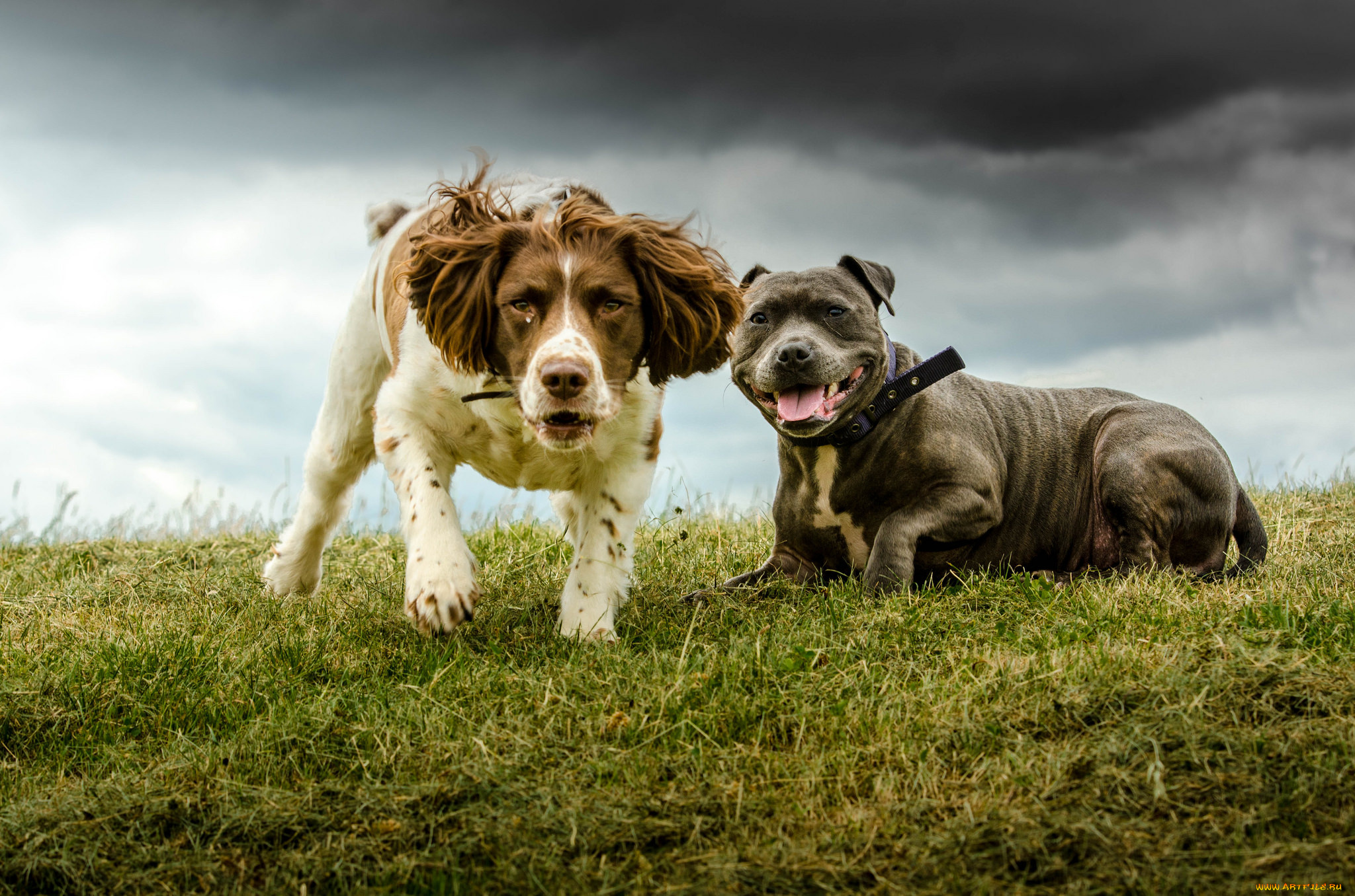 животные, собаки, песик