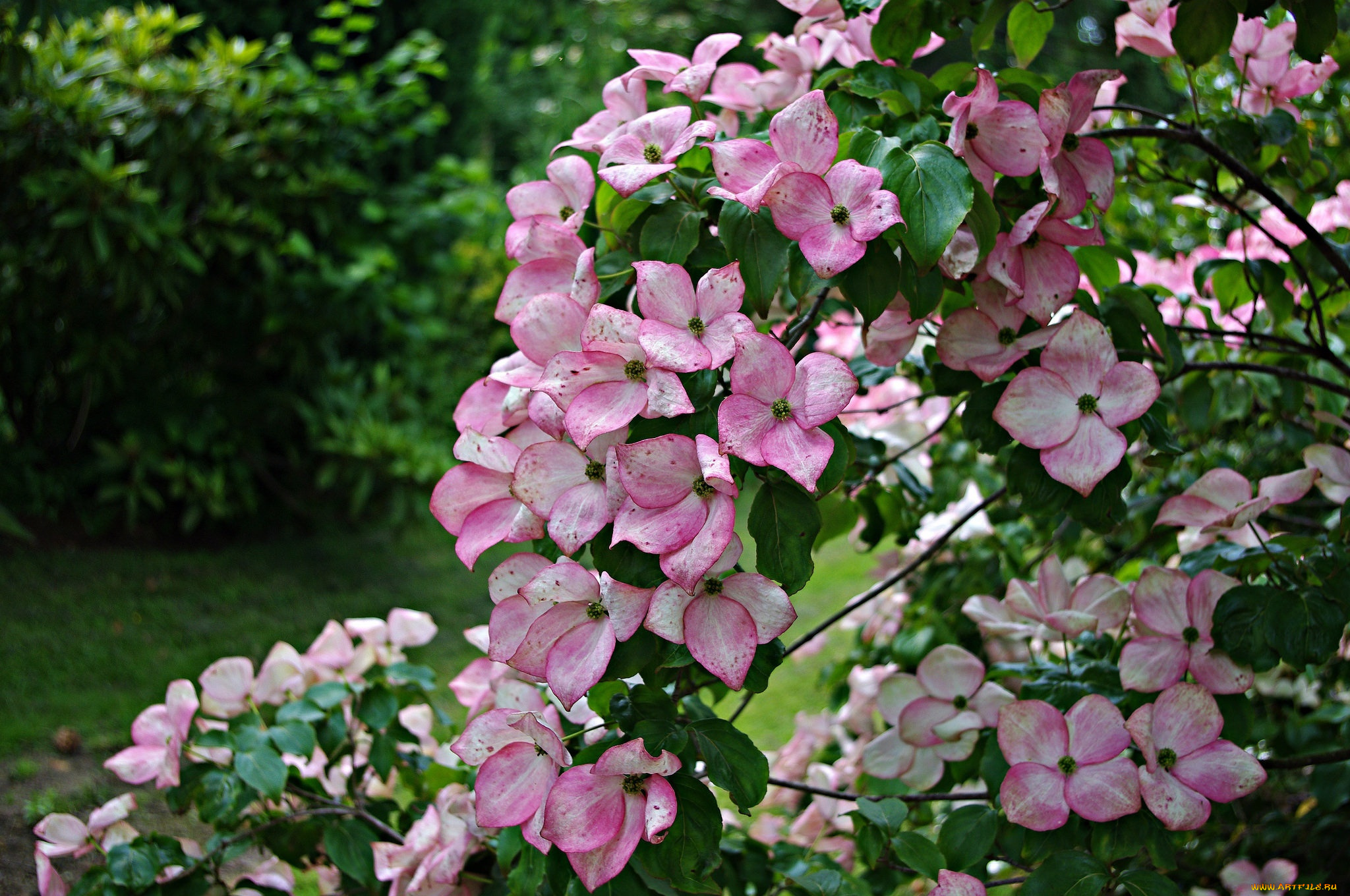 цветы, кизил, куст, розовый