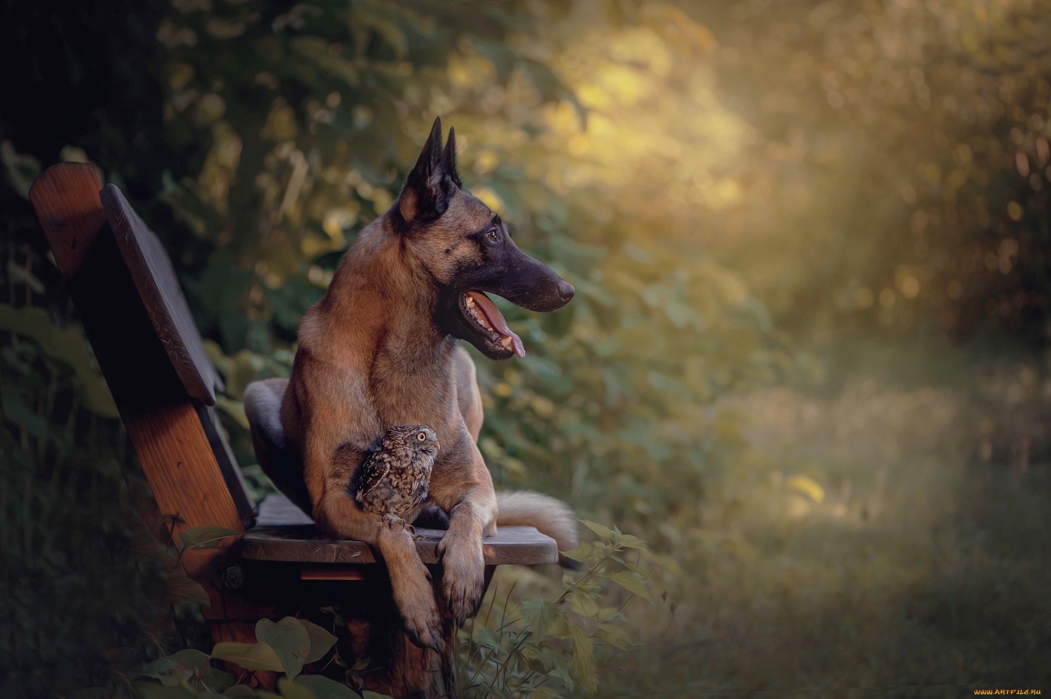 животные, разные, вместе, птицы, мира, овчарка, пёс, собака, животное, сова, птица, скамья, природа