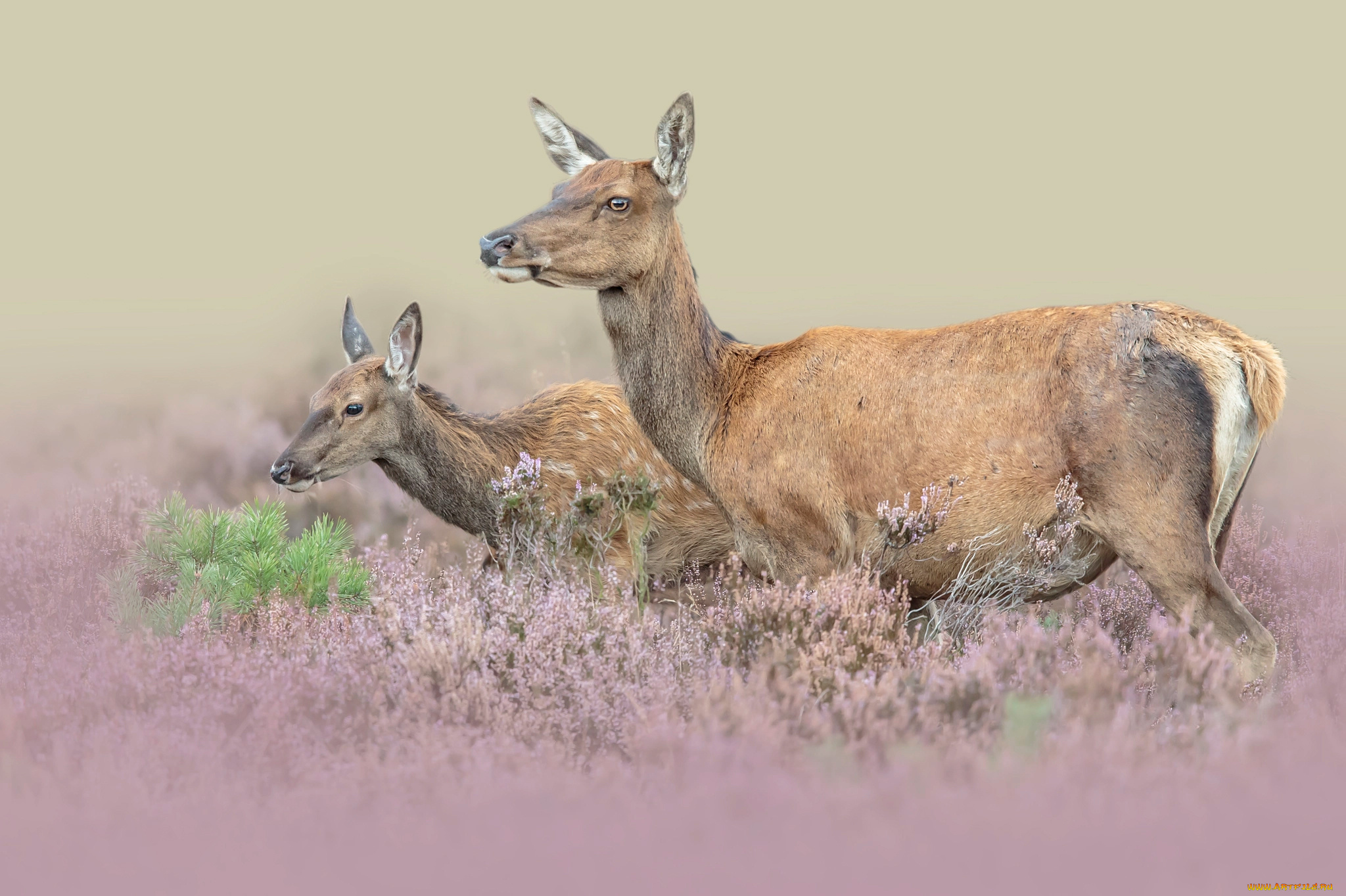 животные, олени, пара, природа