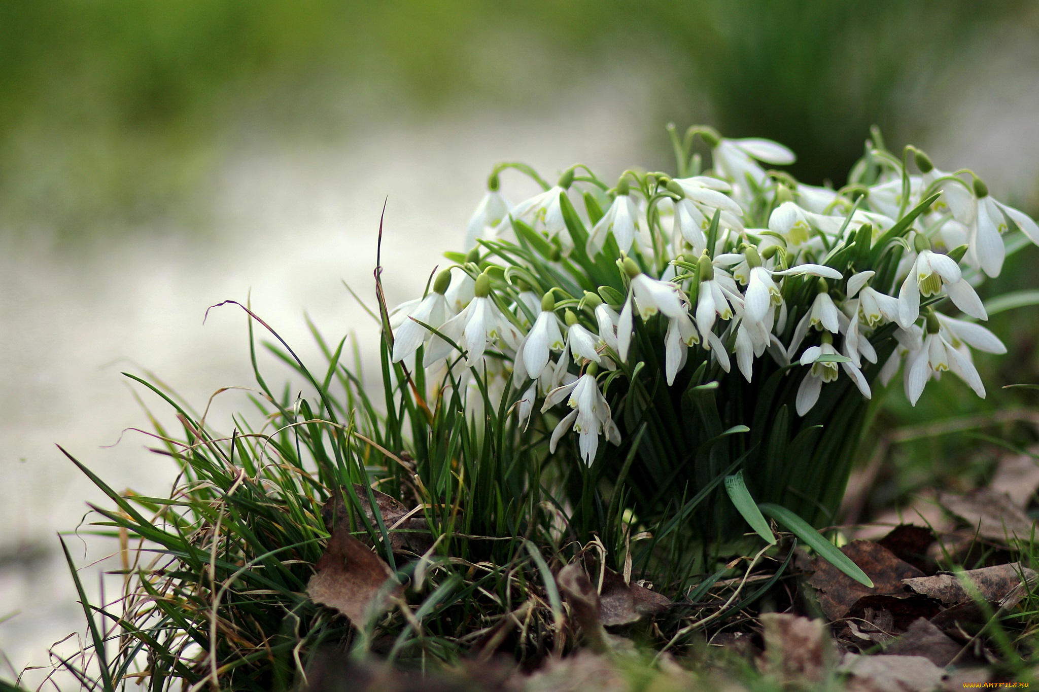 цветы, подснежники, , белоцветники, , пролески, флора, листва, ручей, природа, лес, галантусы, весна