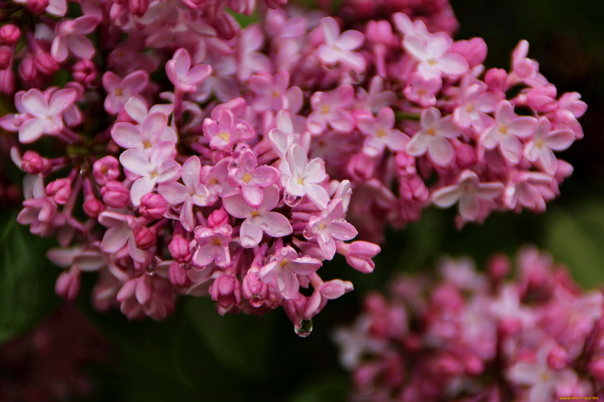 цветы, сирень, цветение, июнь, макро, радость, куст, ветка, красота, эстония, сад, флора, капли, настроение, картинки, лето
