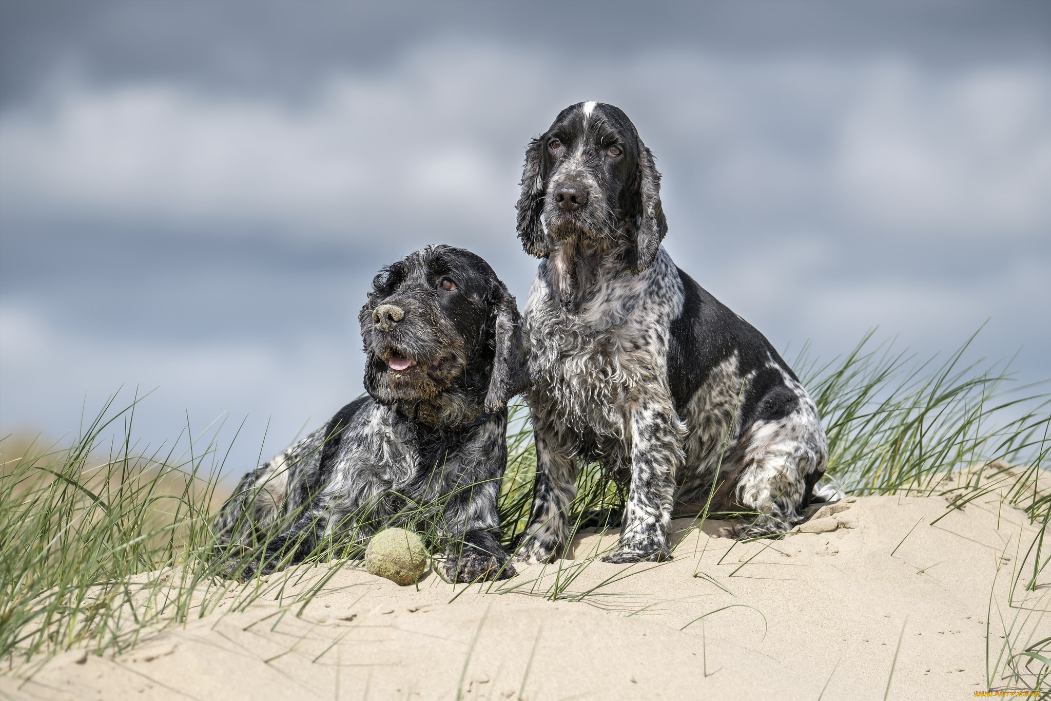 животные, собаки, песик