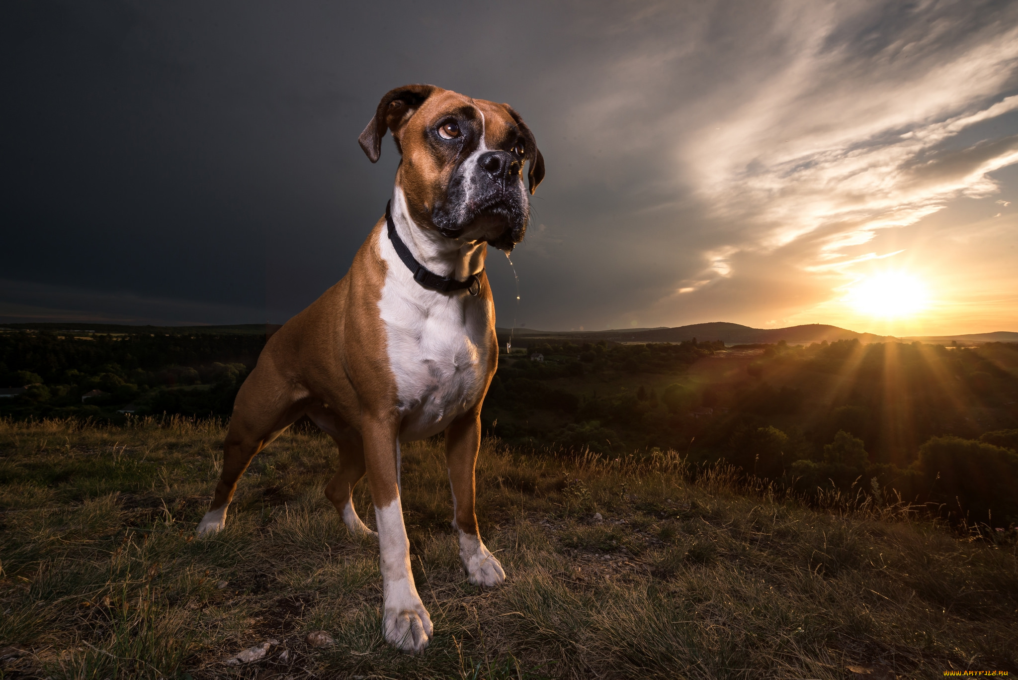 животные, собаки, песик
