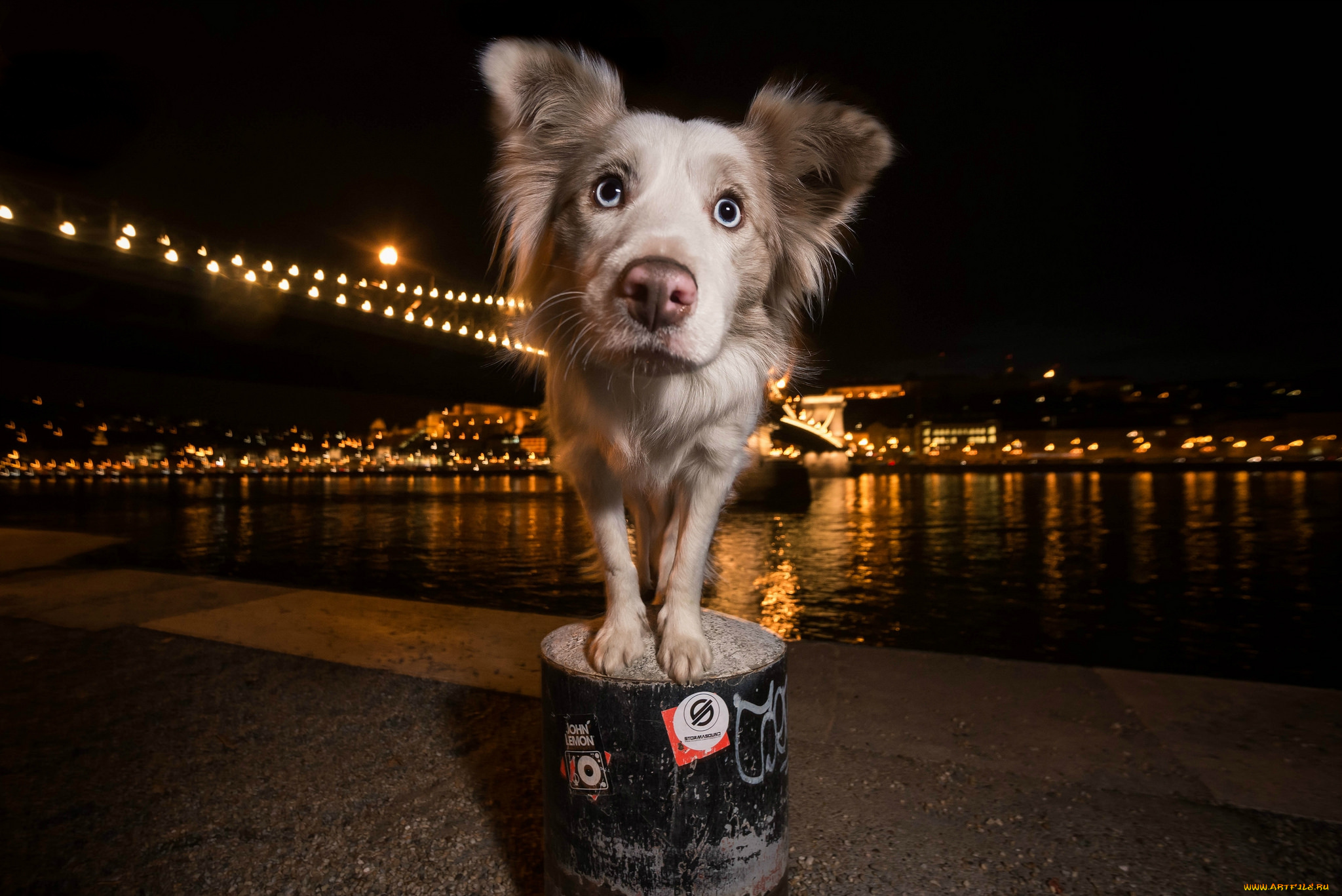 животные, собаки, песик