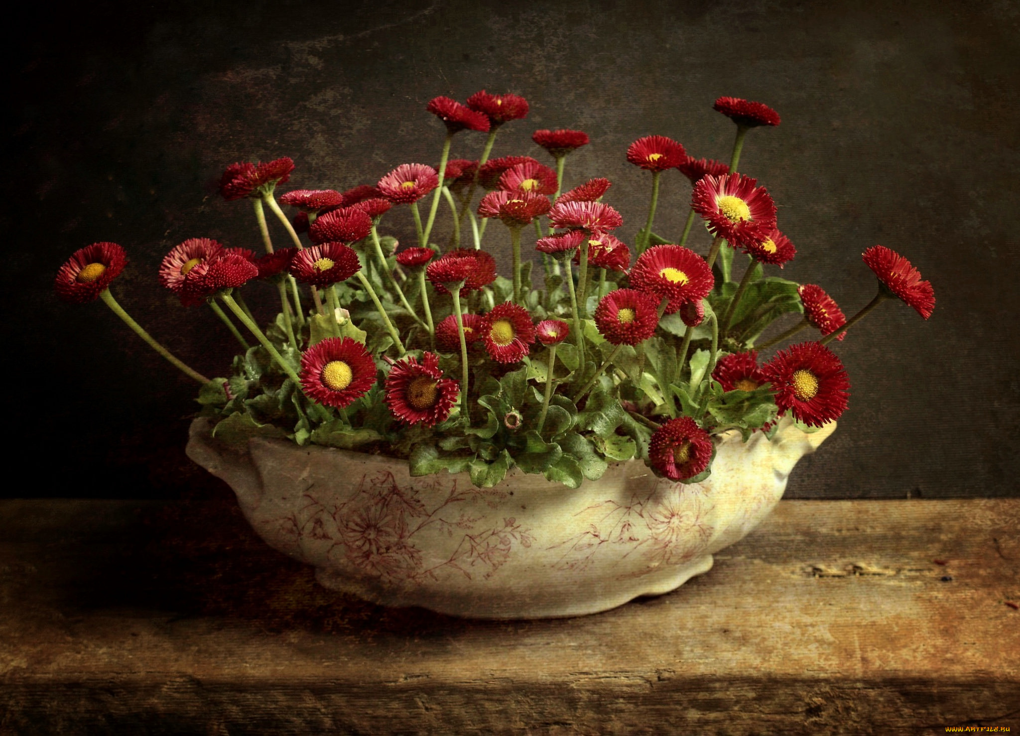 цветы, маргаритки, ваза, фон