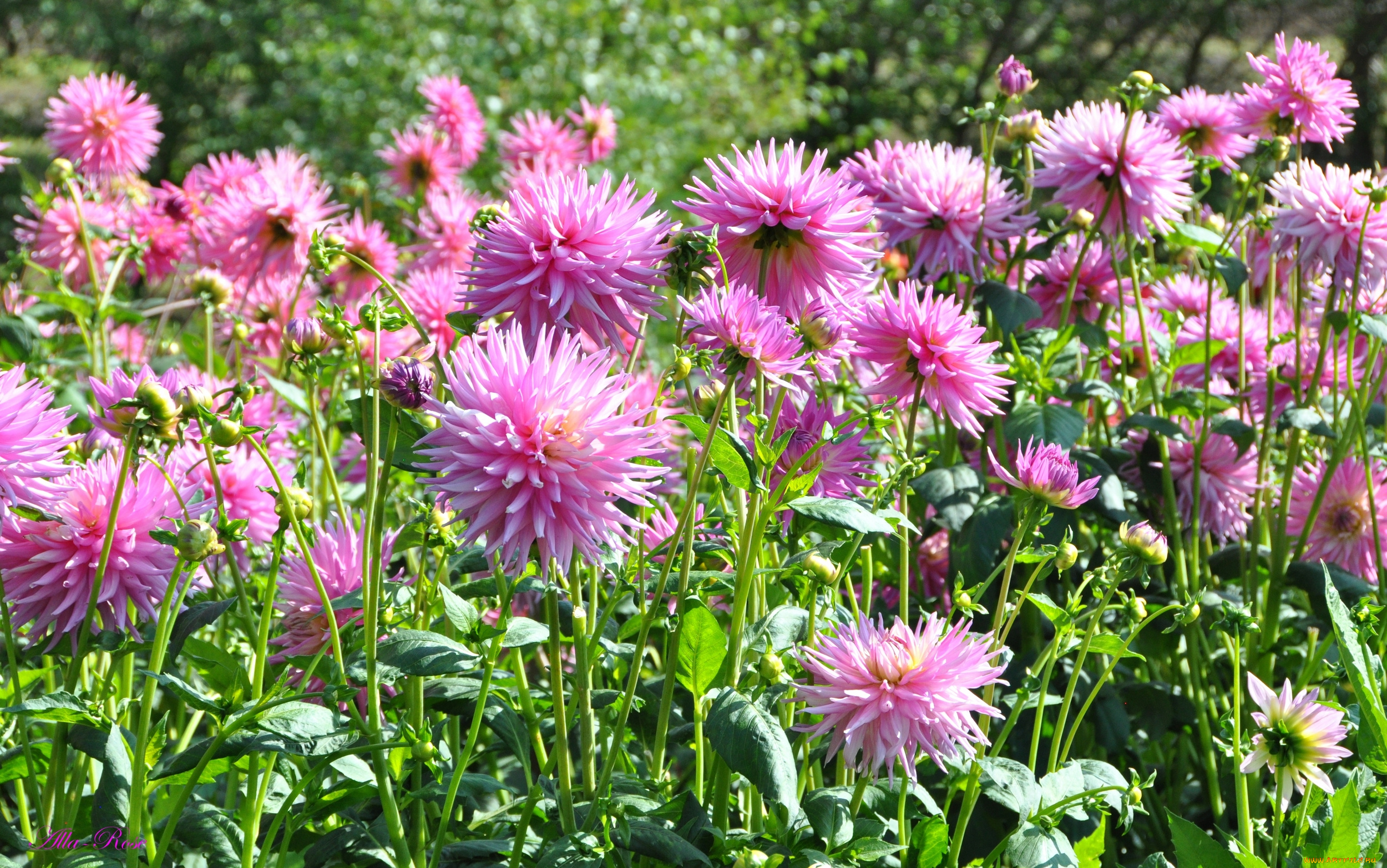 цветы, георгины, цветок, флора, георгина, растение, ярко, красота, природа, цветение