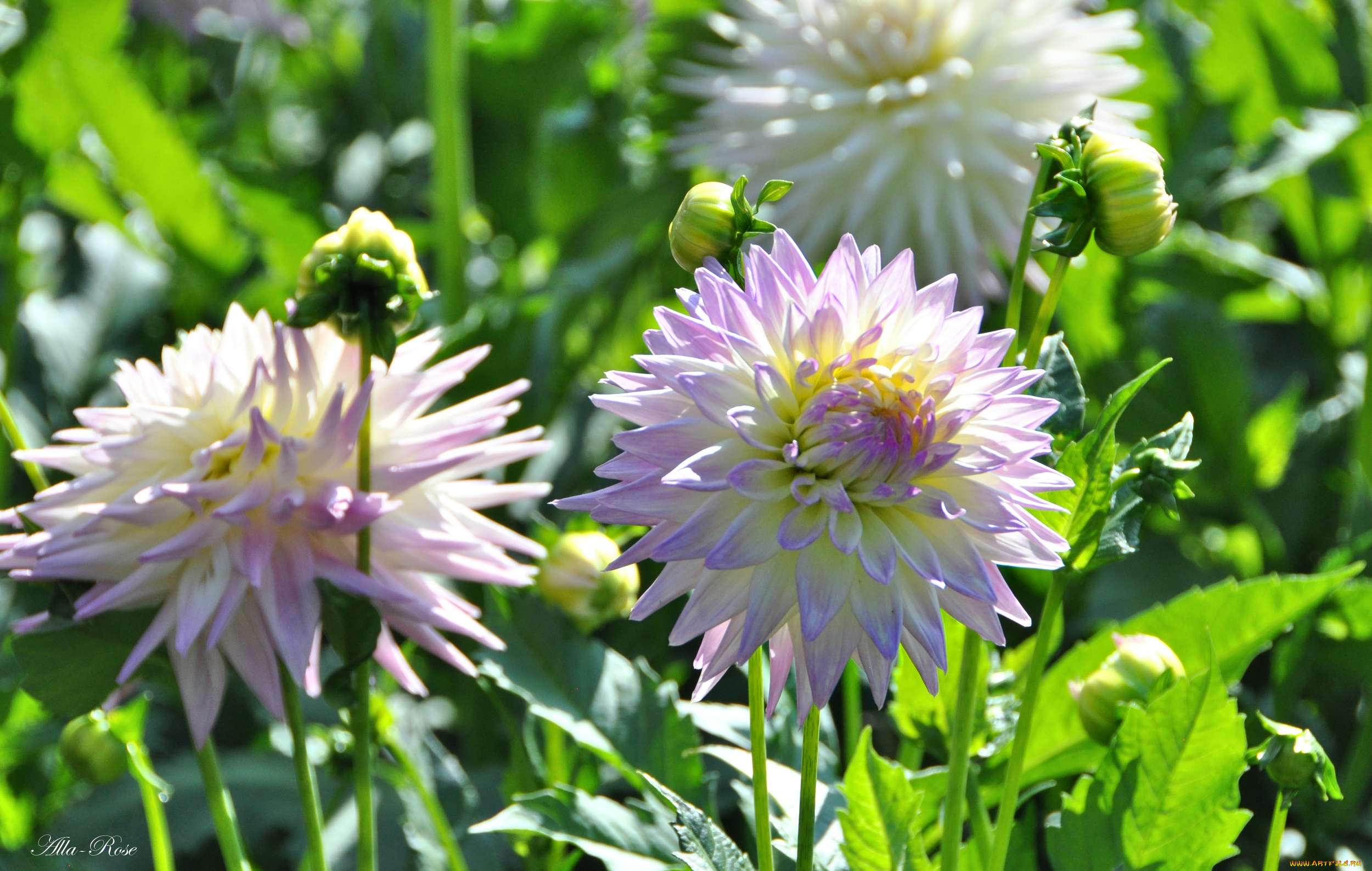 цветы, георгины, ярко, красота, природа, цветение, цветок, флора, георгина, растение