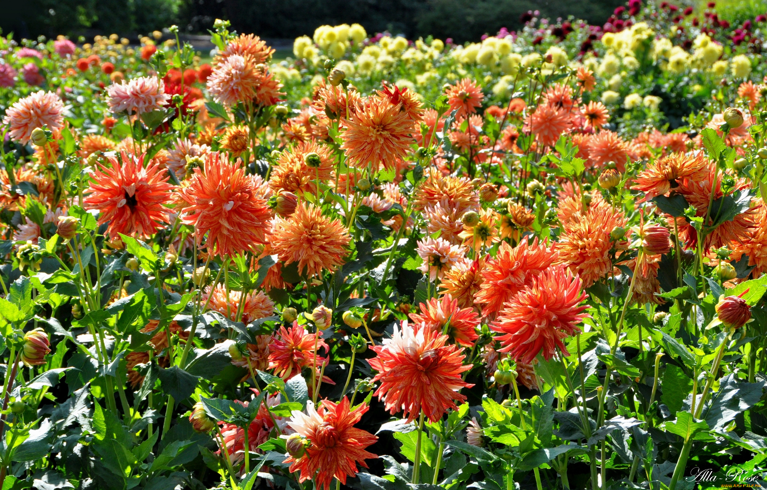 цветы, георгины, цветение, цветок, флора, георгина, растение, природа, красота, ярко