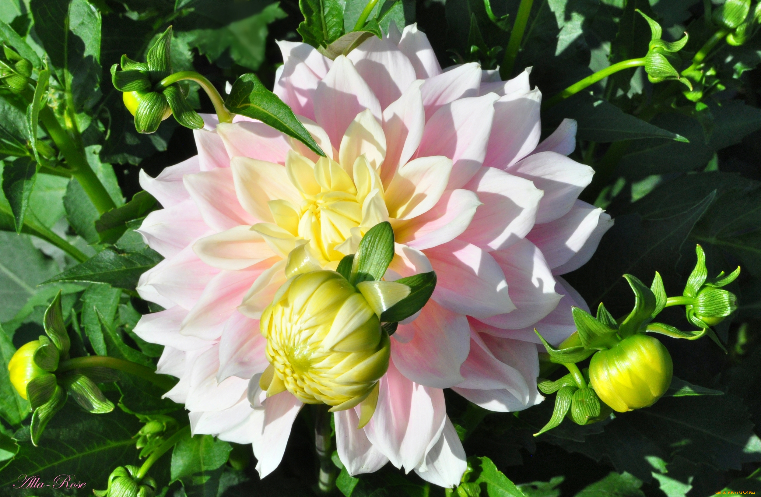 цветы, георгины, ярко, цветок, флора, георгина, цветение, природа, красота, растение