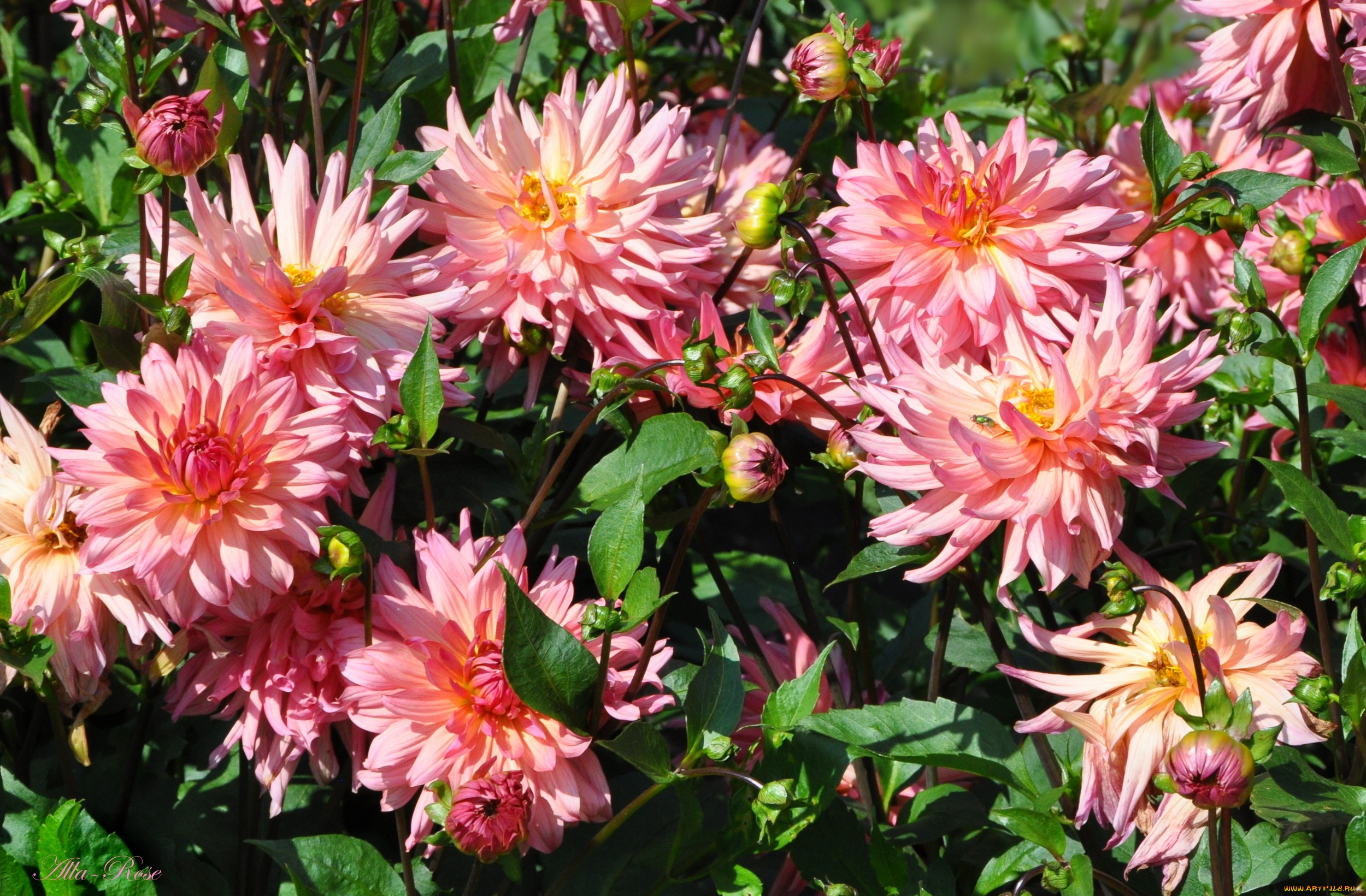 цветы, георгины, красота, природа, цветение, цветок, флора, георгина, растение, ярко