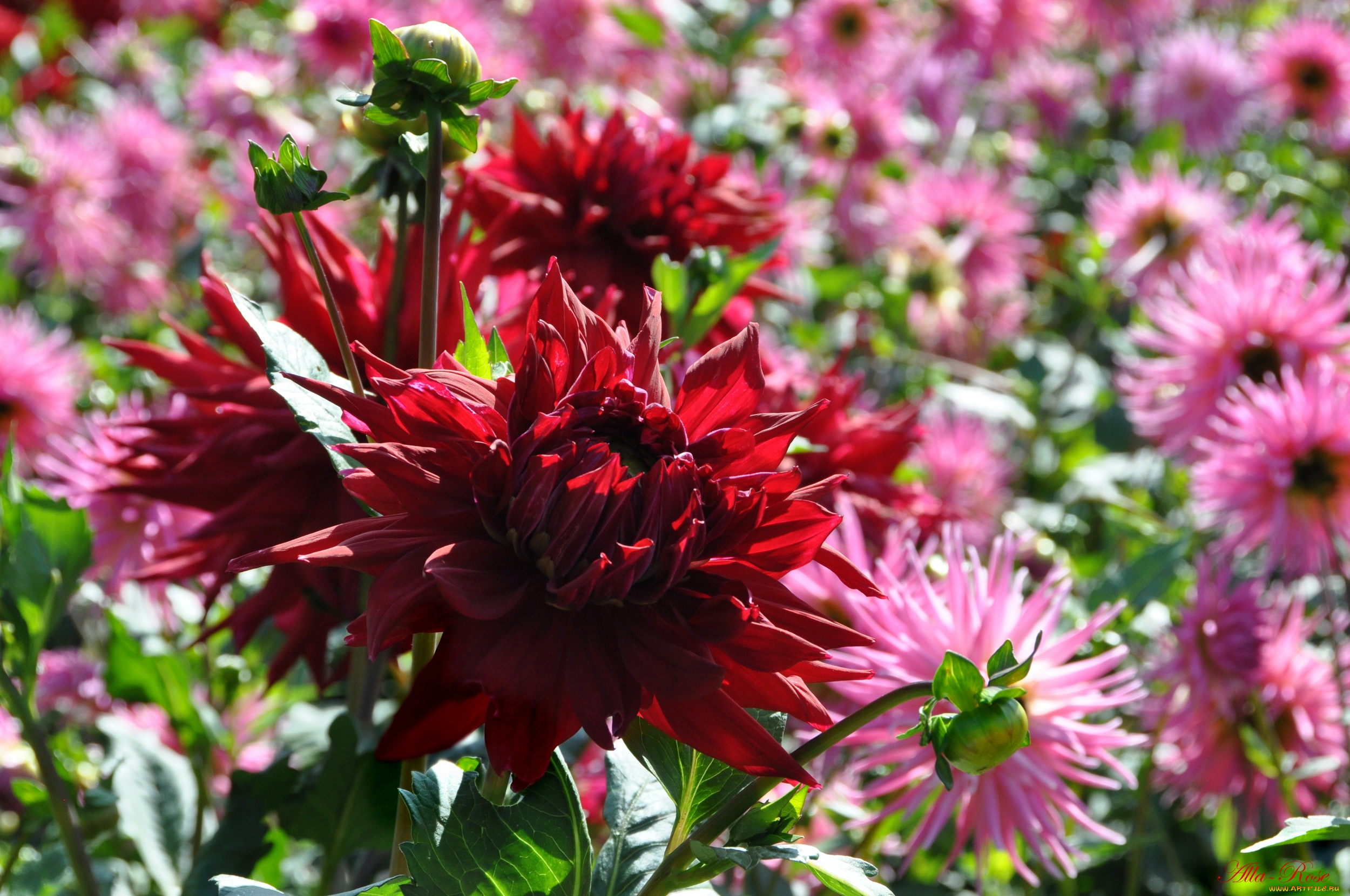 цветы, георгины, красота, природа, цветение, цветок, флора, георгина, растение, ярко