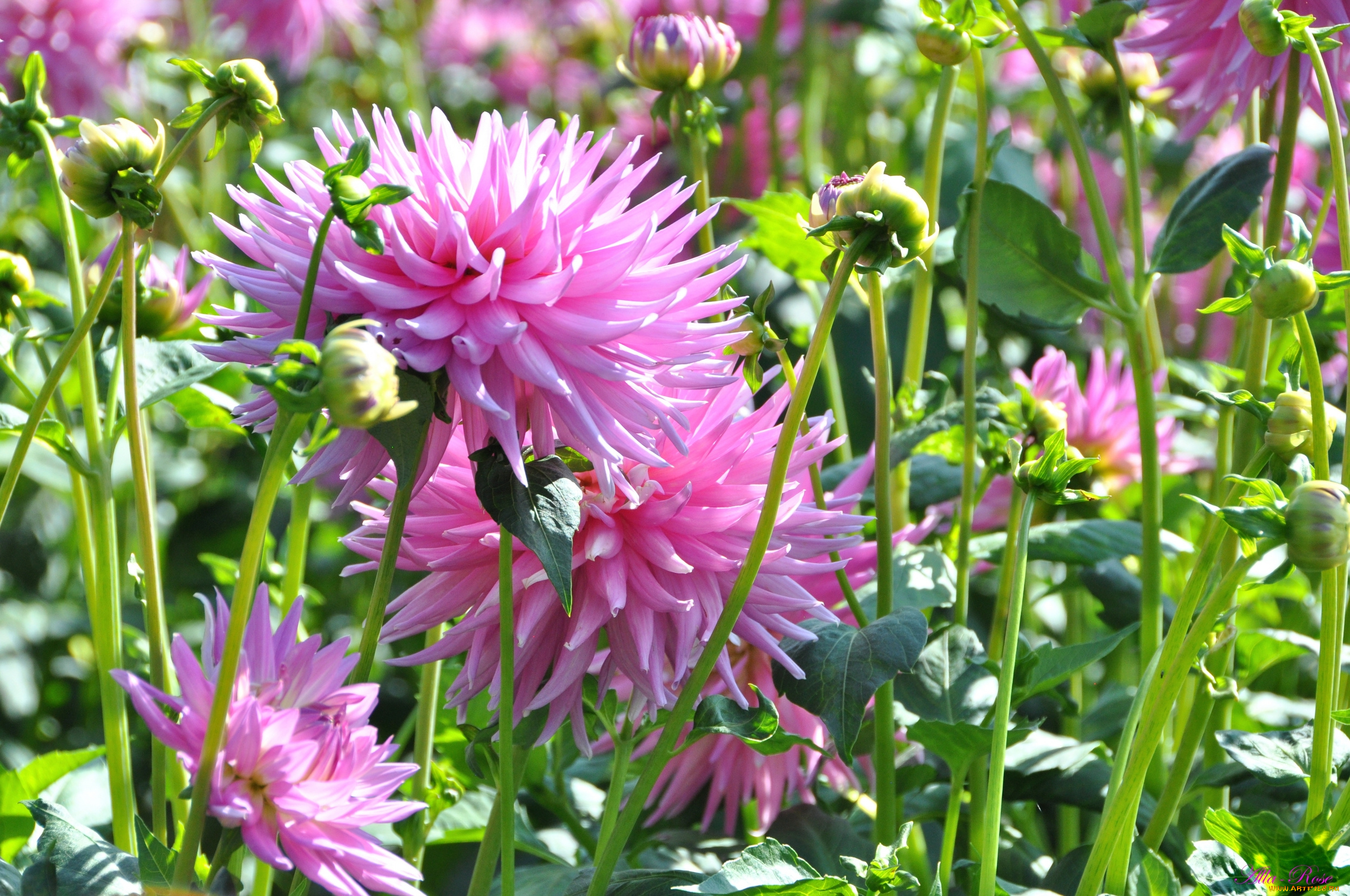 цветы, георгины, красота, природа, ярко, цветение, цветок, флора, георгина, растение