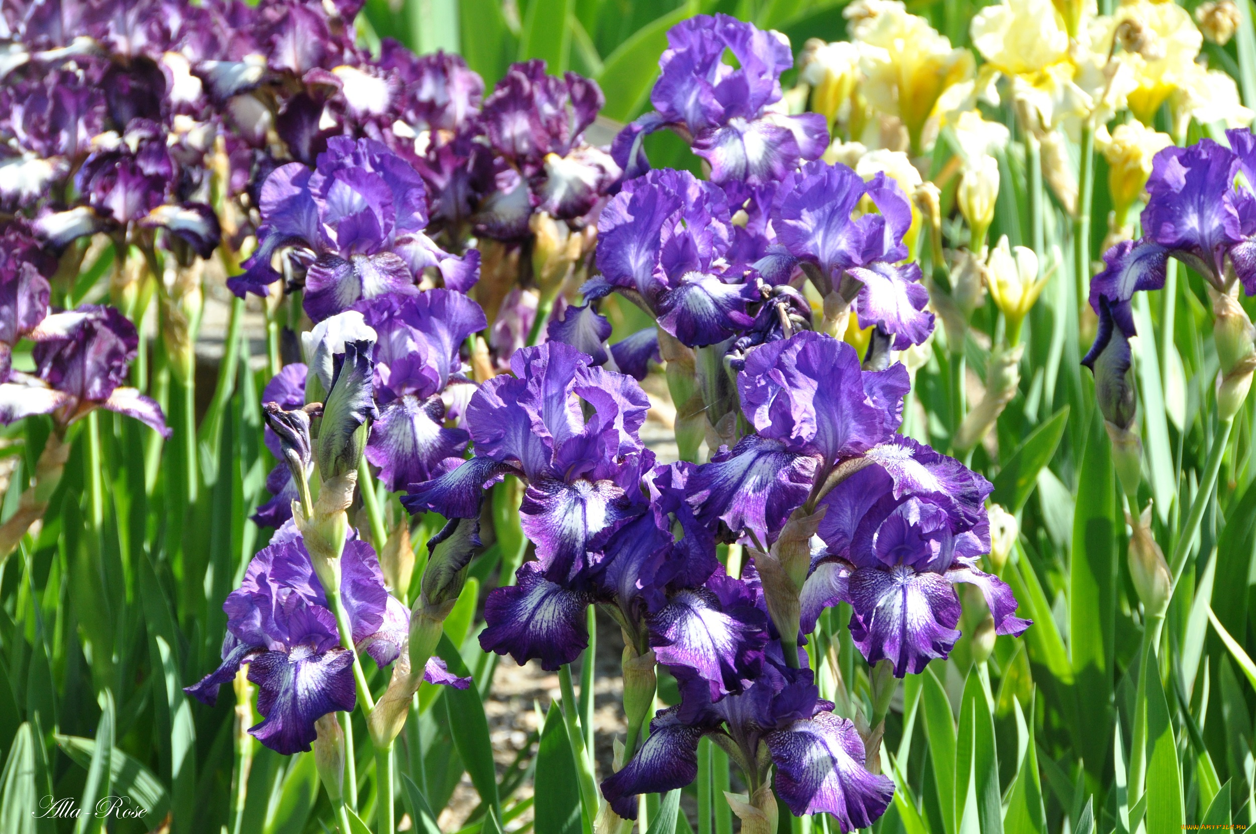 цветы, ирисы, май, флора, весна, красота