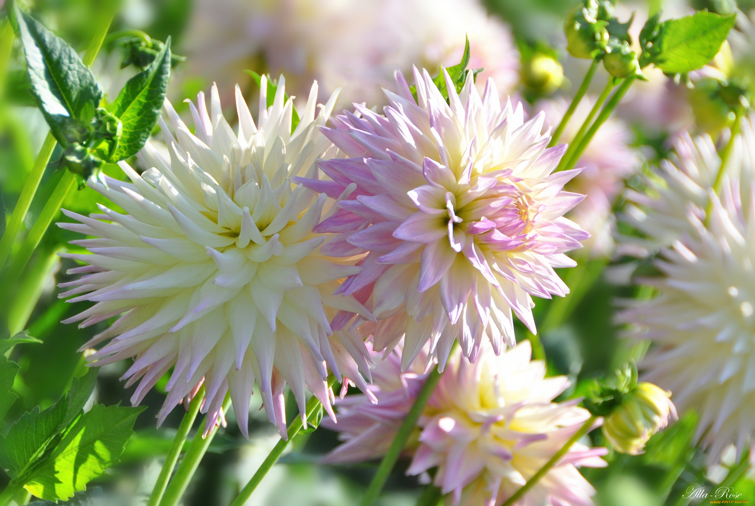 цветы, георгины, природа, флора, цветок, цветение, георгина, растение, красота, ярко