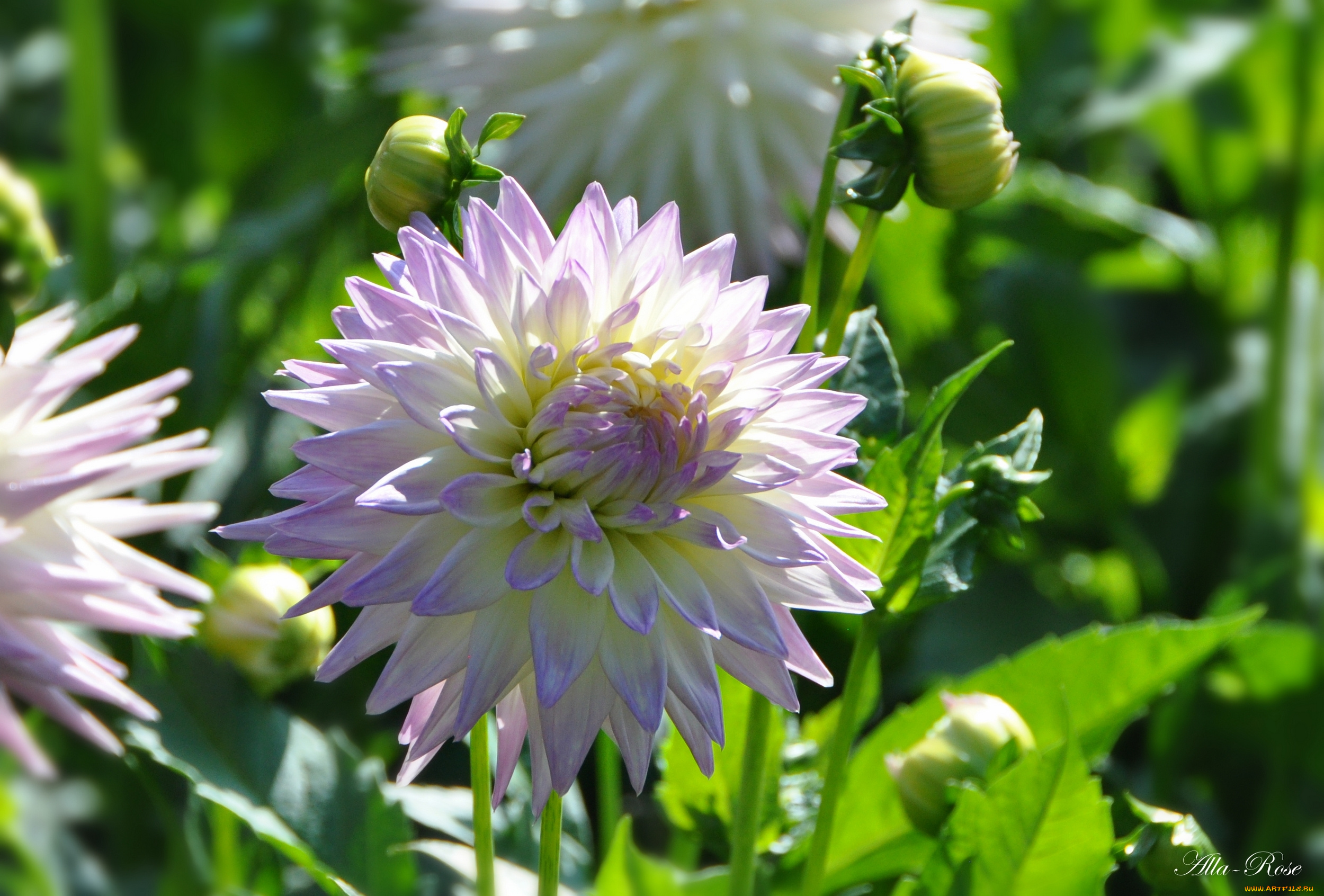 цветы, георгины, флора, ярко, растение, георгина, цветение, природа, красота, цветок