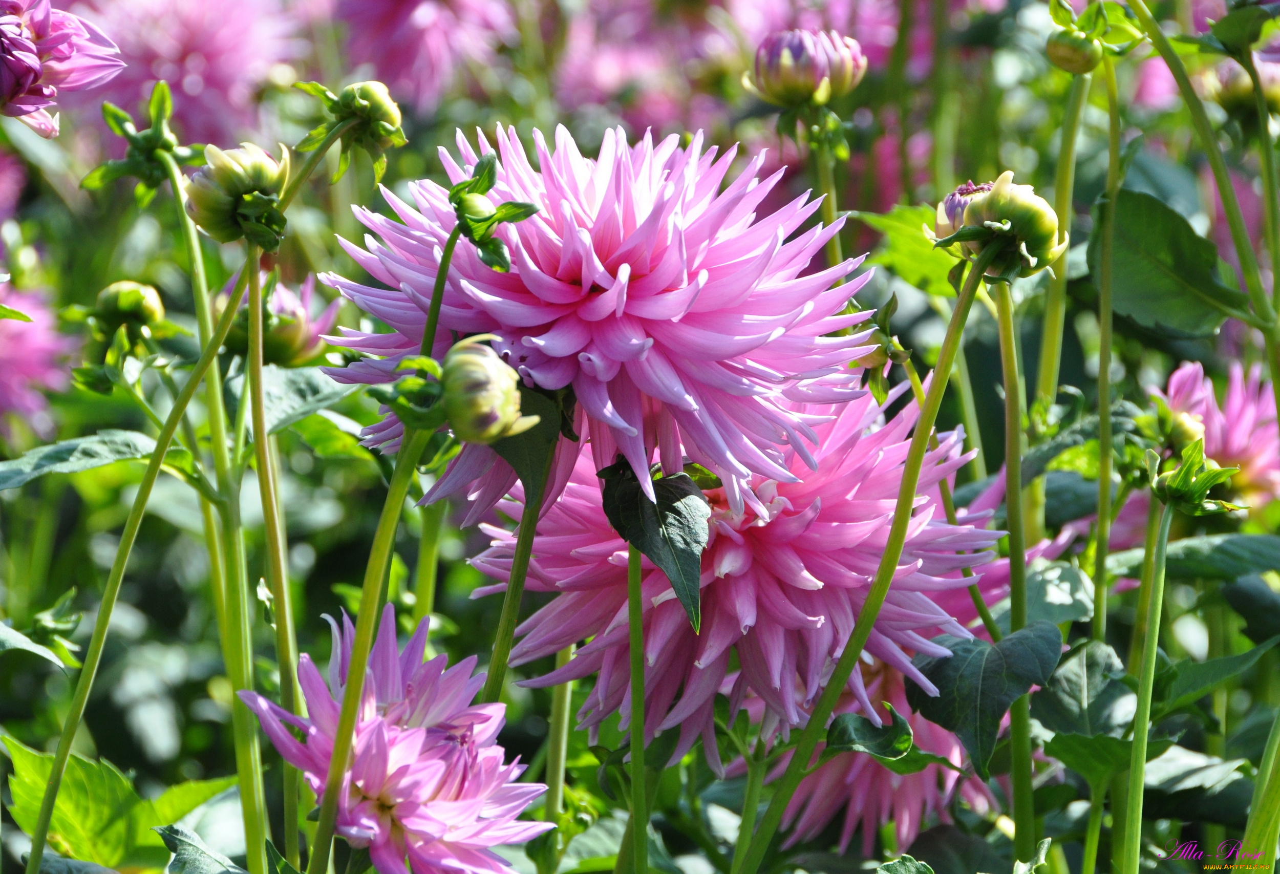 цветы, георгины, красота, природа, цветение, флора, георгина, растение, ярко, цветок