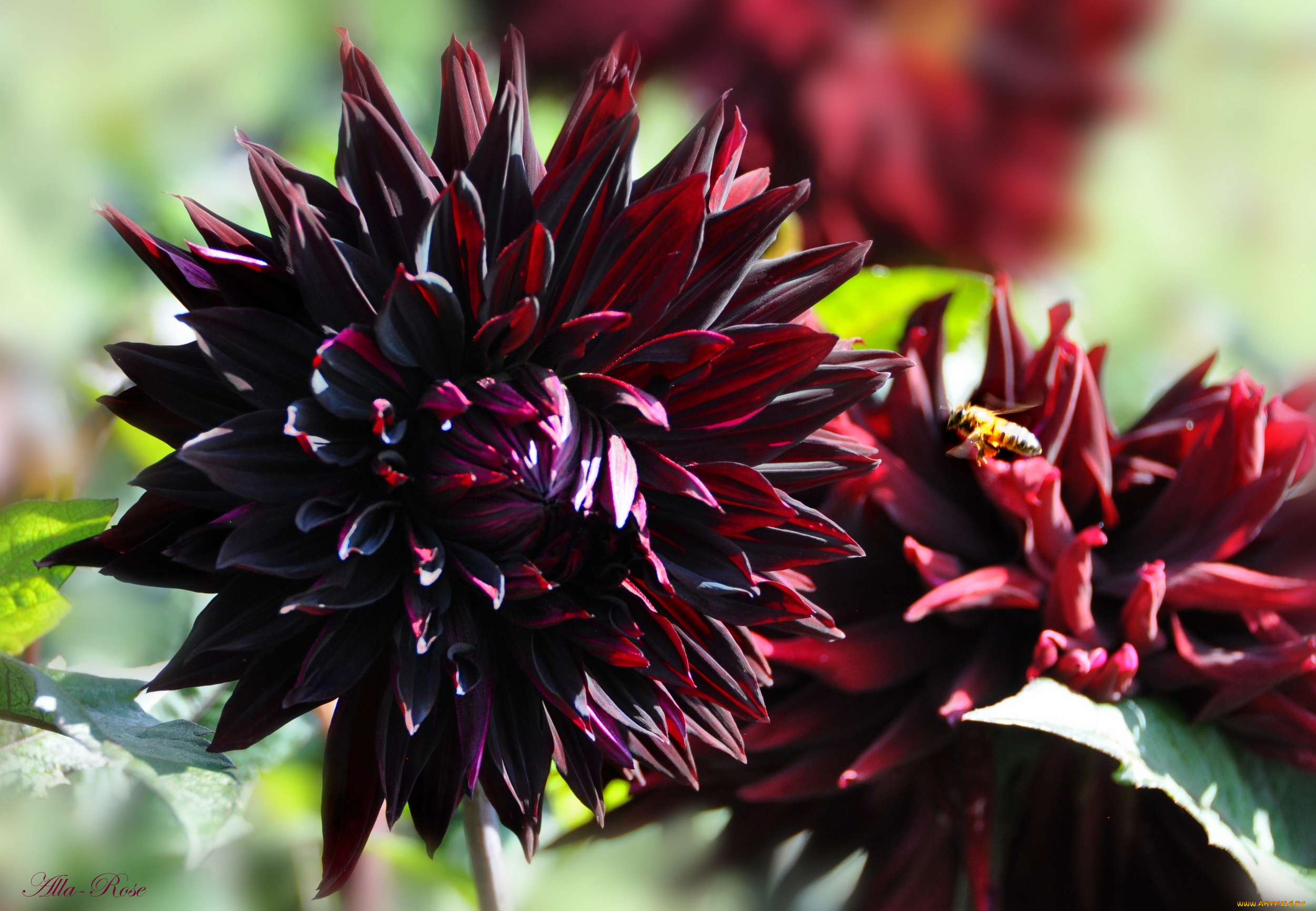 цветы, георгины, природа, цветение, цветок, флора, георгина, растение, ярко, красота