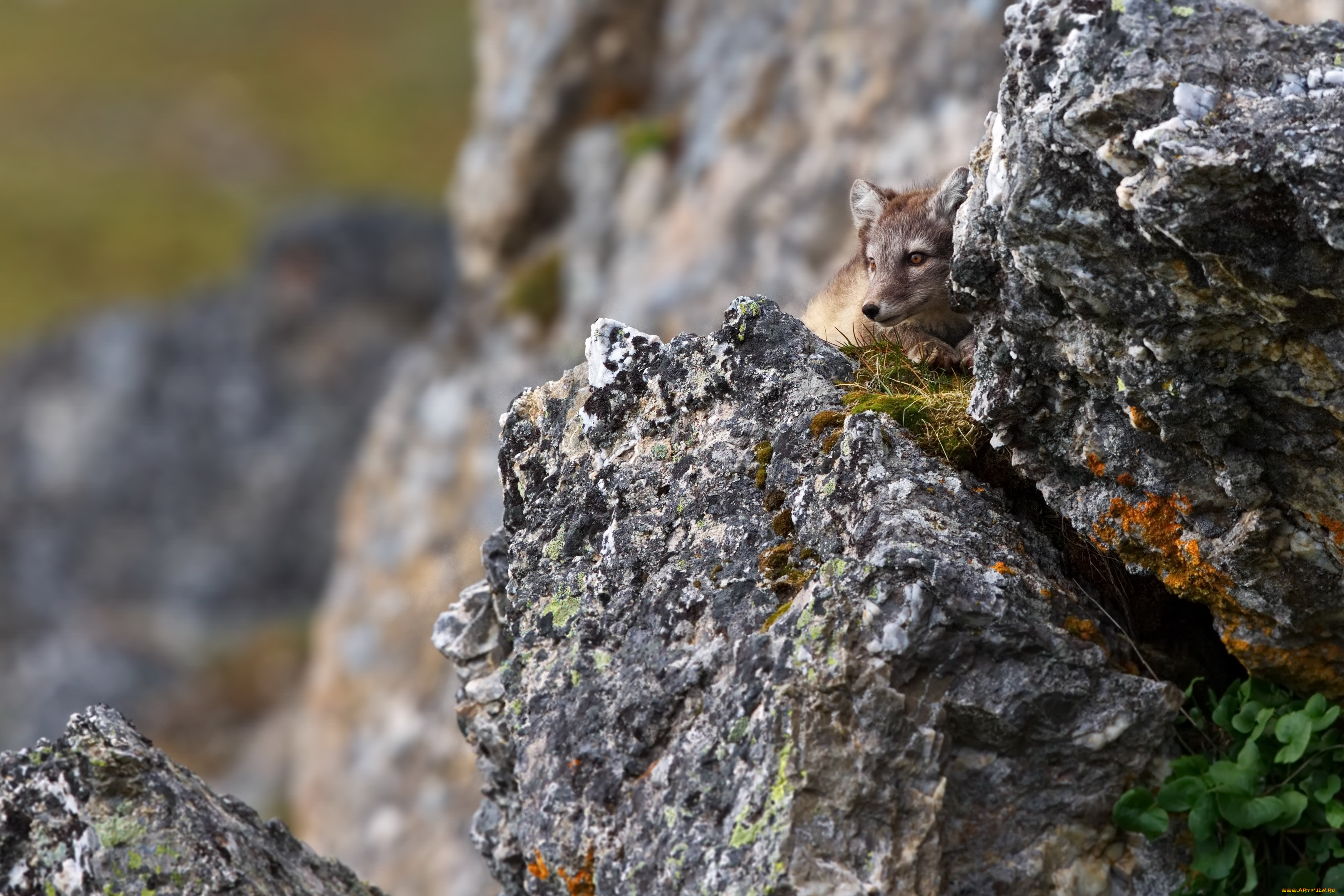животные, песцы, группа, трава, горы, игра