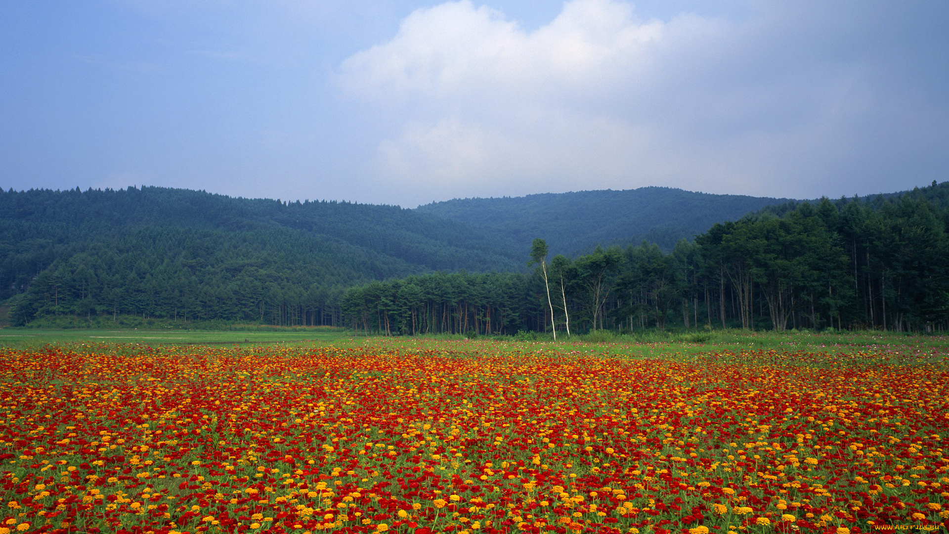 природа, луга, горы, лес, луг, цветы