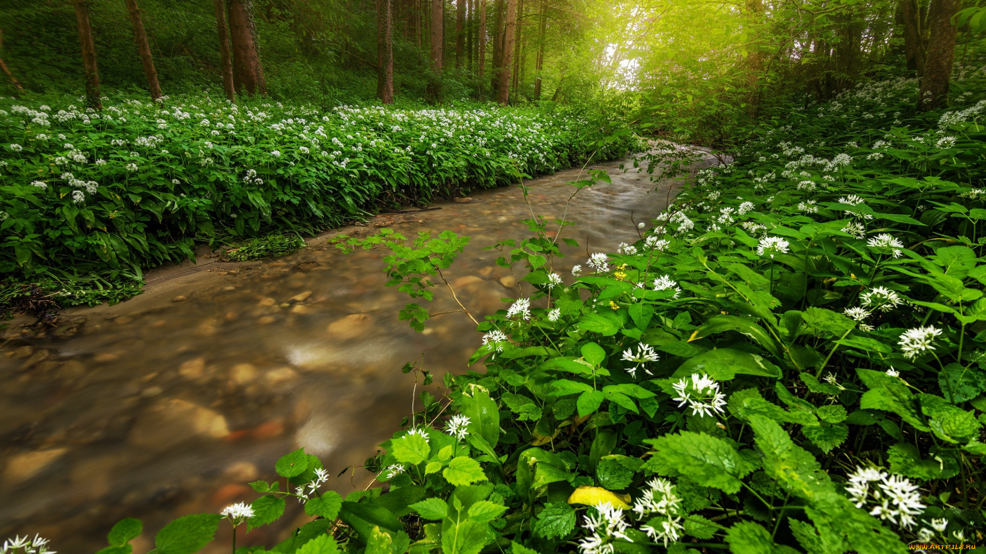 природа, реки, озера, зелень, лес, лето, река, ручей