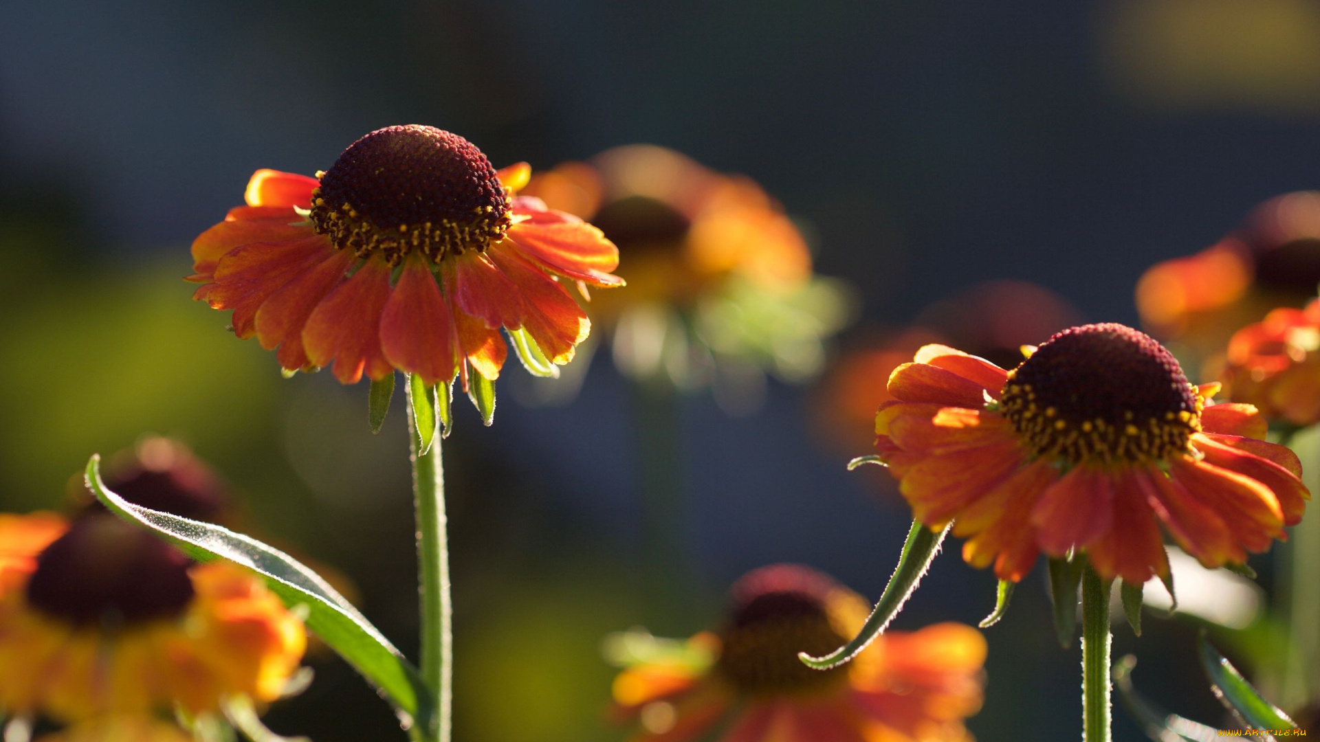цветы, гелениум, оранжевые