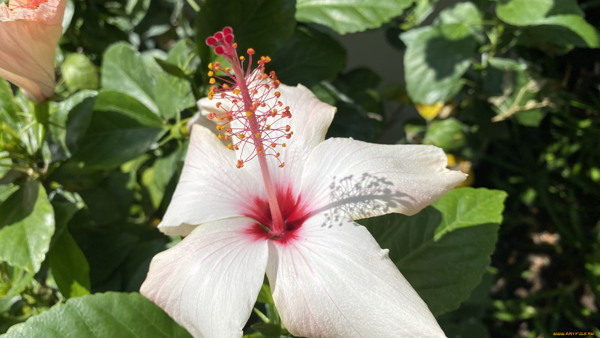 цветы, гибискусы, белый, гибискус, макро